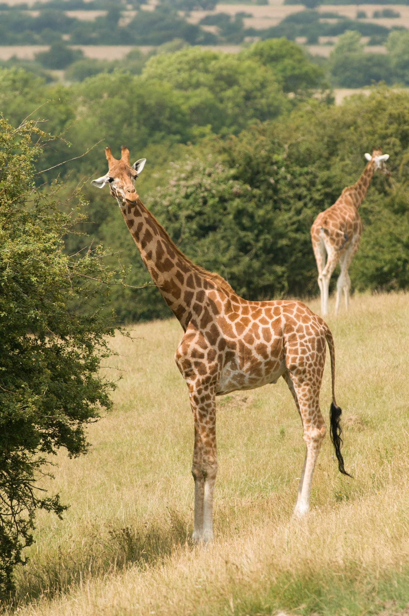 Rothschild Giraffe at Port Lympne Wild Animal Park