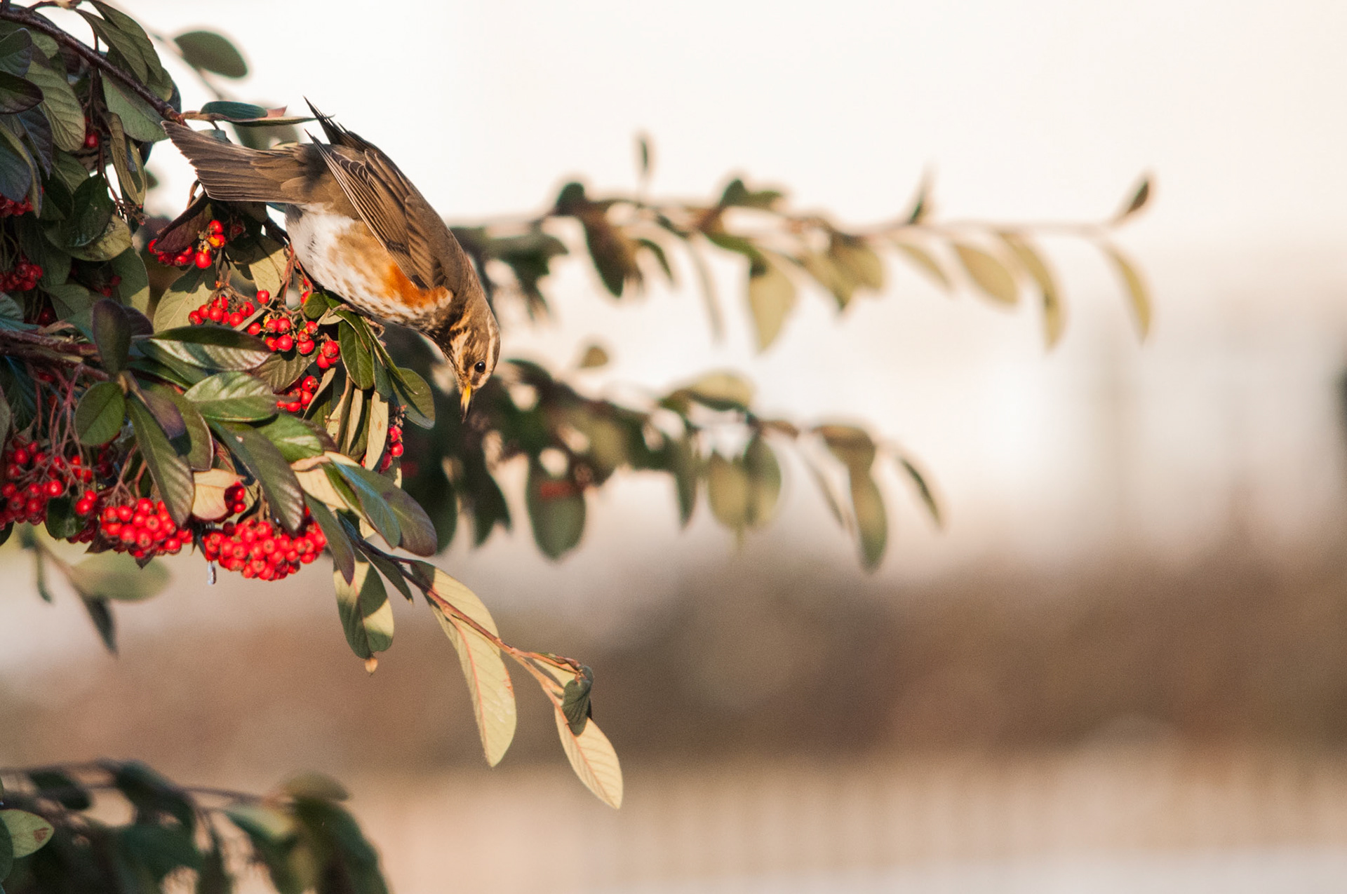 Redwing in Ramsey Forty Foot