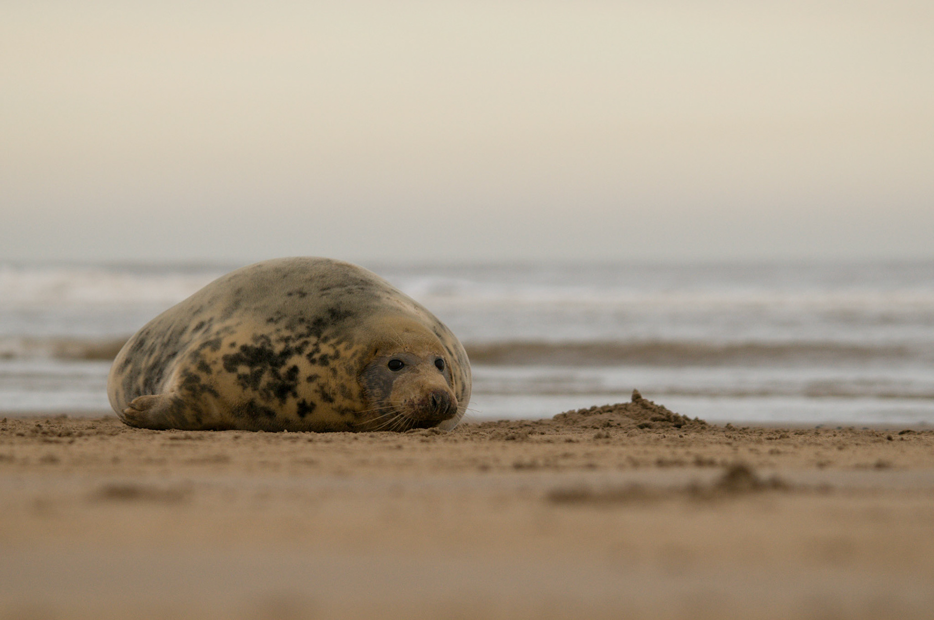 Grey Seal at Donna Nook