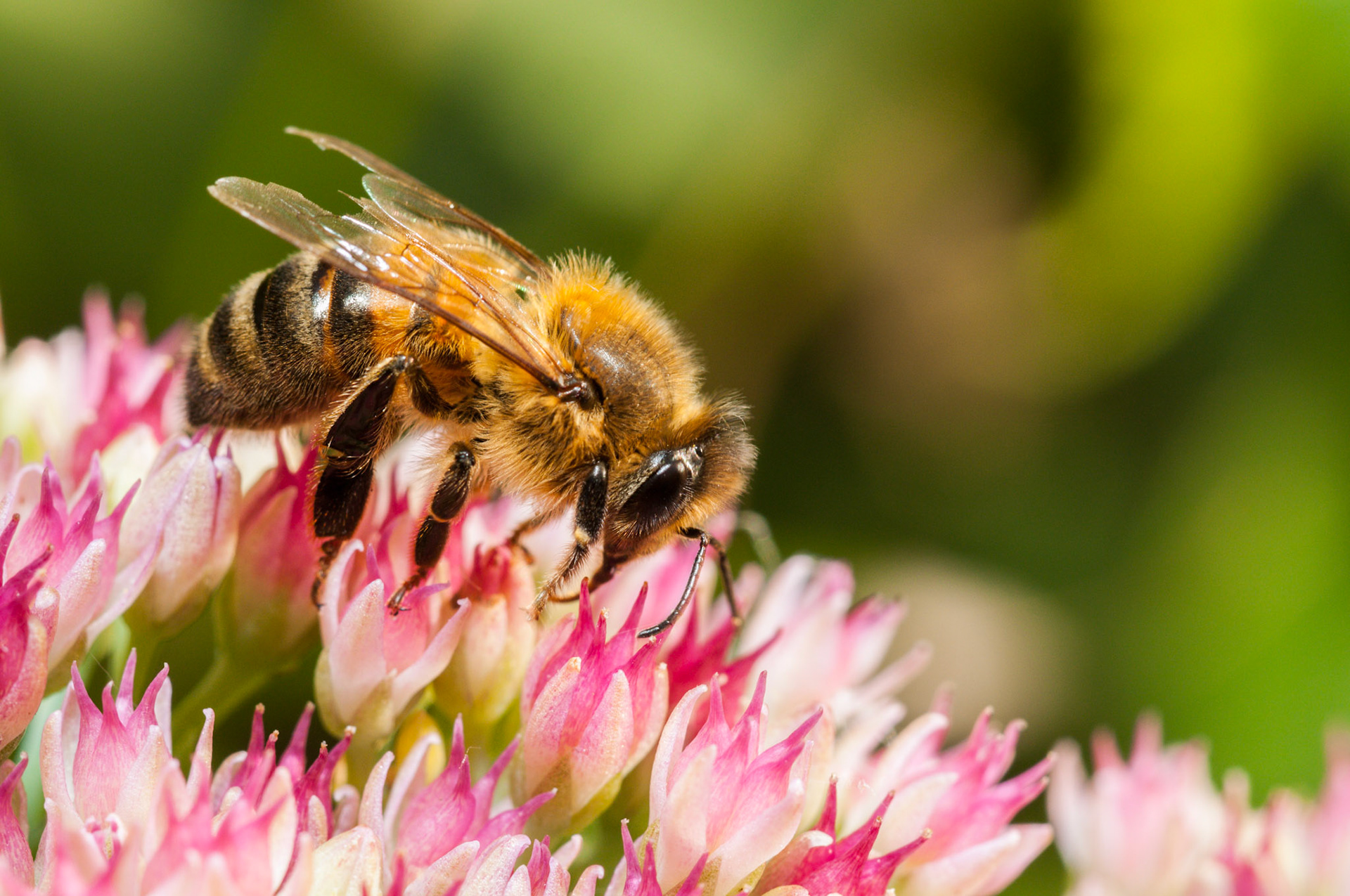 Honey bee in the garden