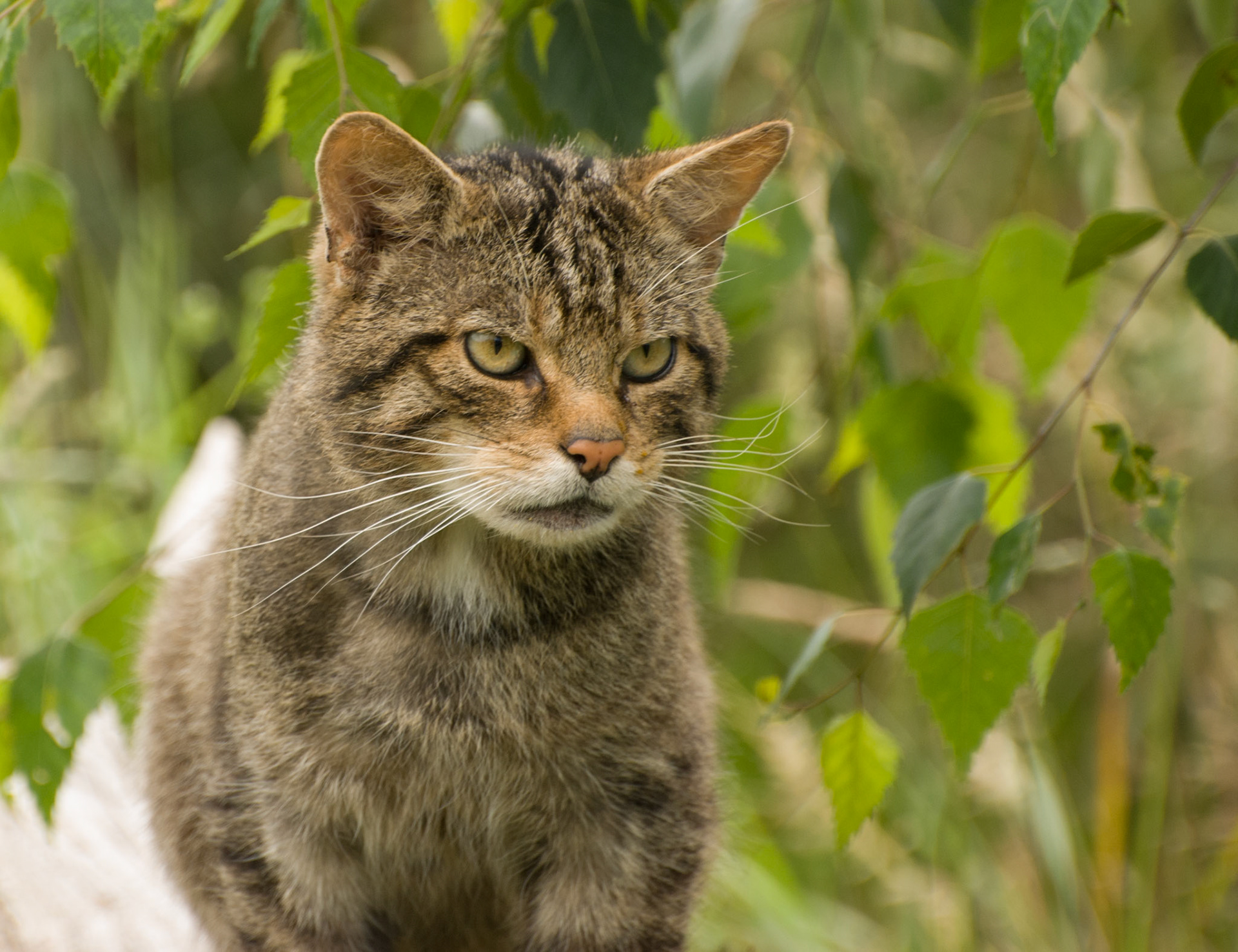 Scottish Wildcat at the British Wildlife Centre