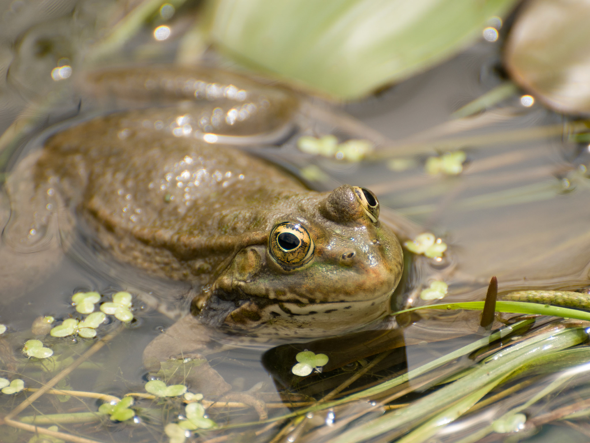 Common Frog at the British Wildlife Centre