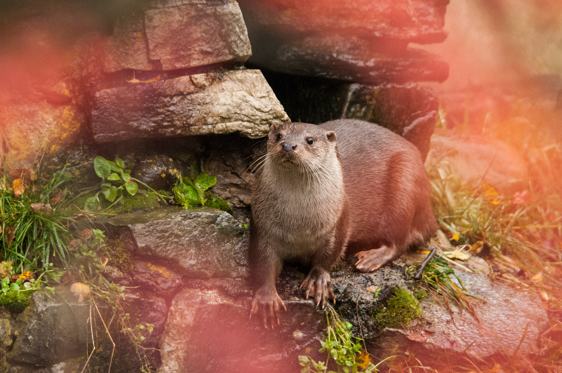 European Otter