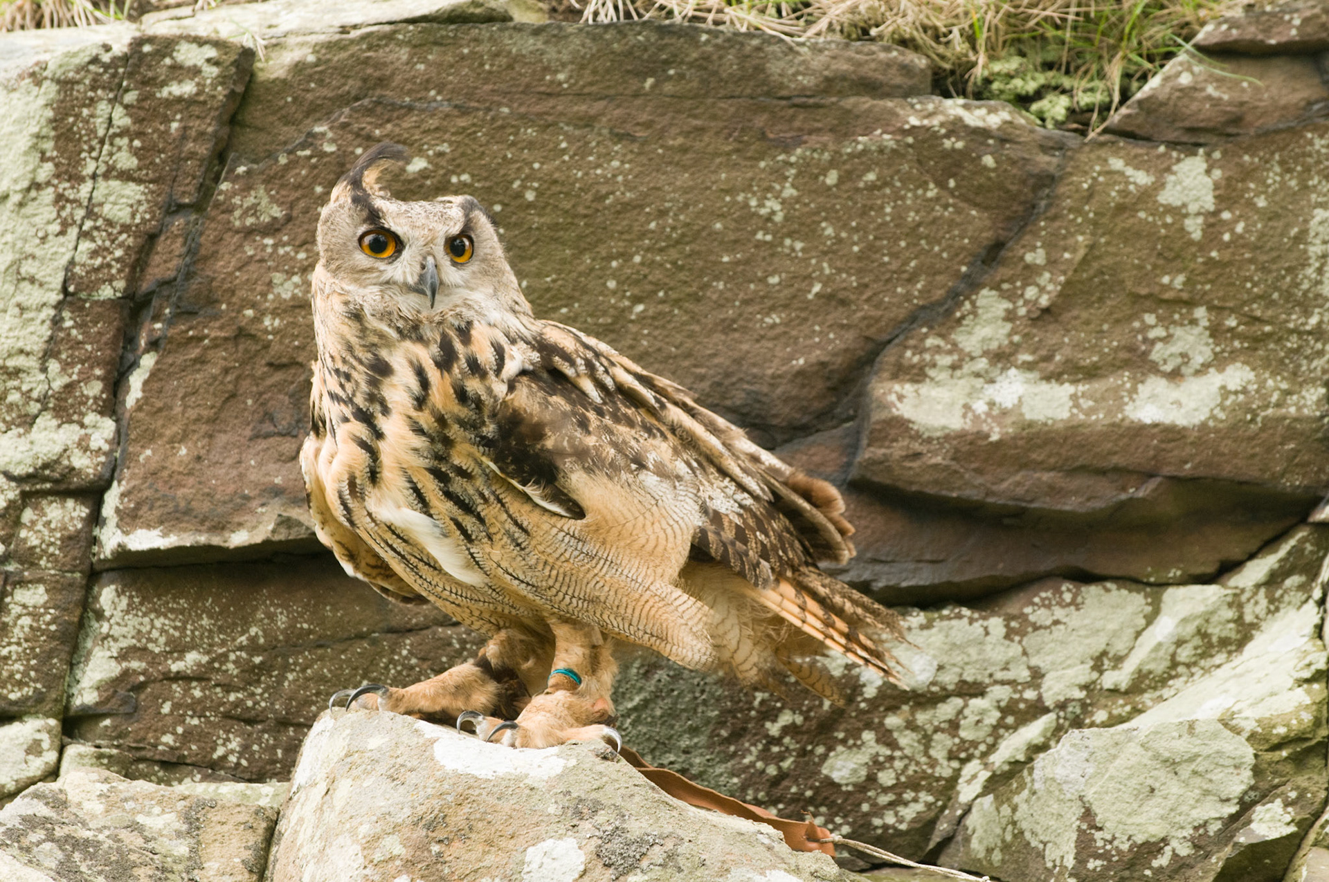 European Eagle Owl with falconer in Bamburgh