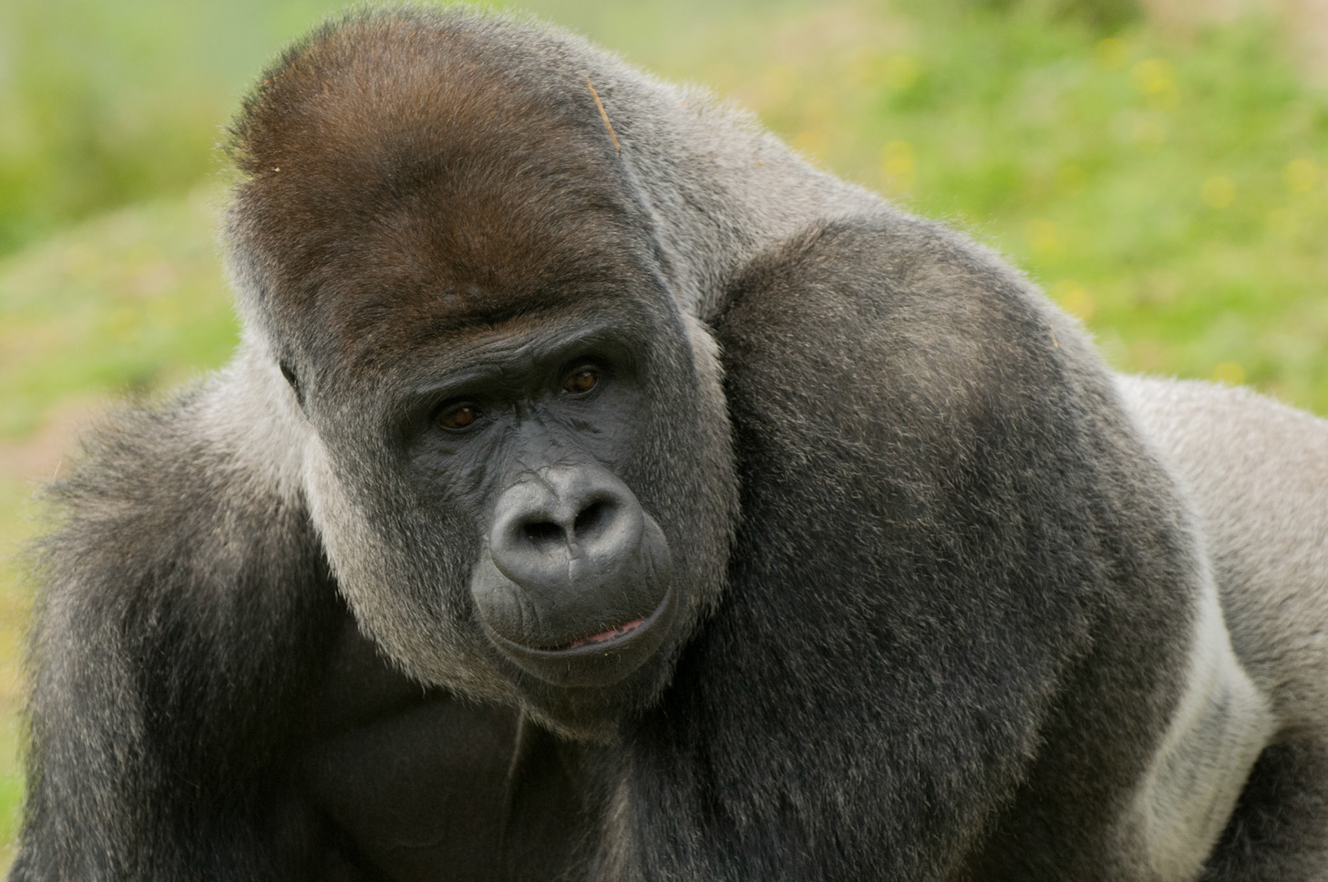 Silverback Gorilla at Port Lympne Wild Animal Park