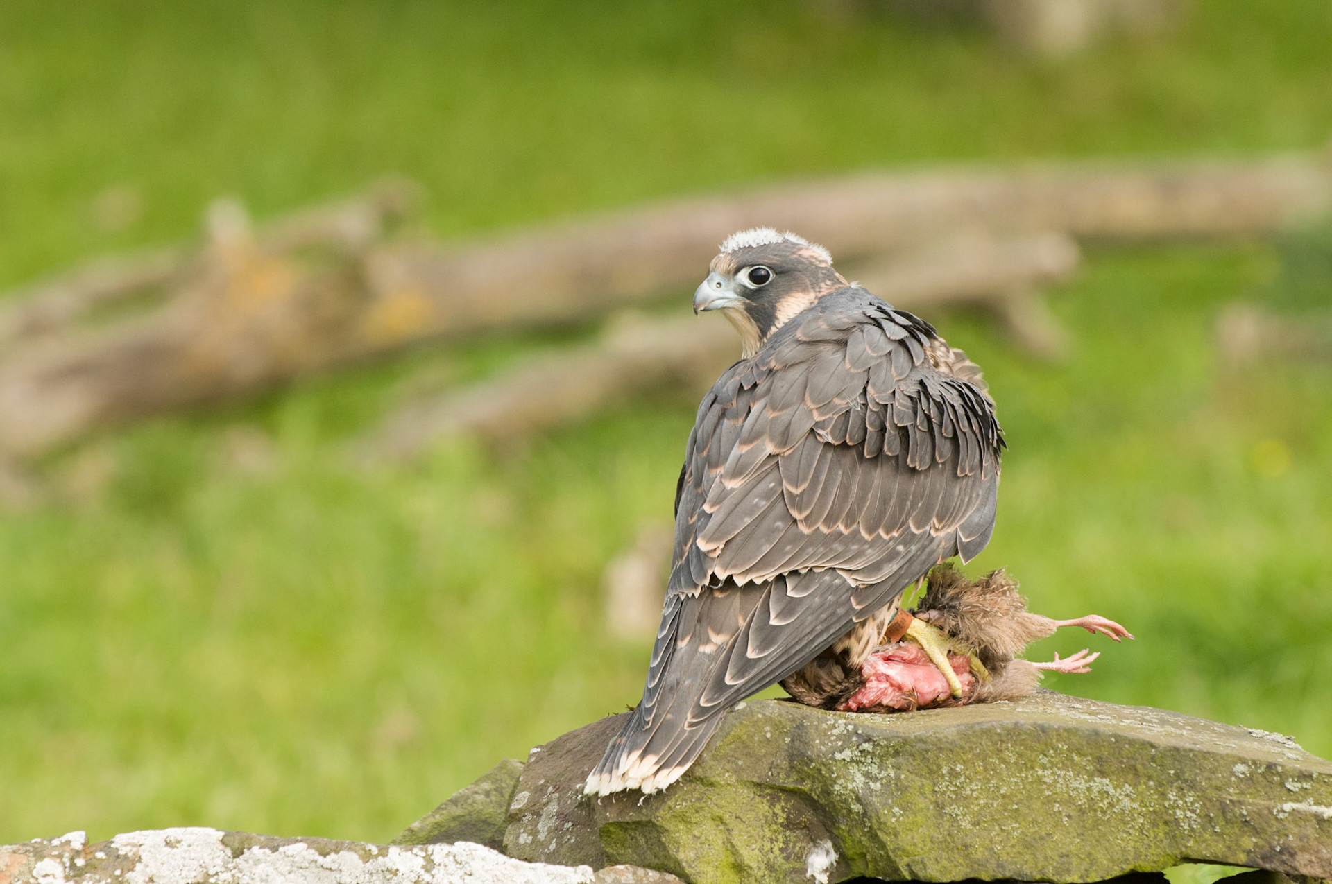 Young Perigrine Falcon with falconer in Bamburgh