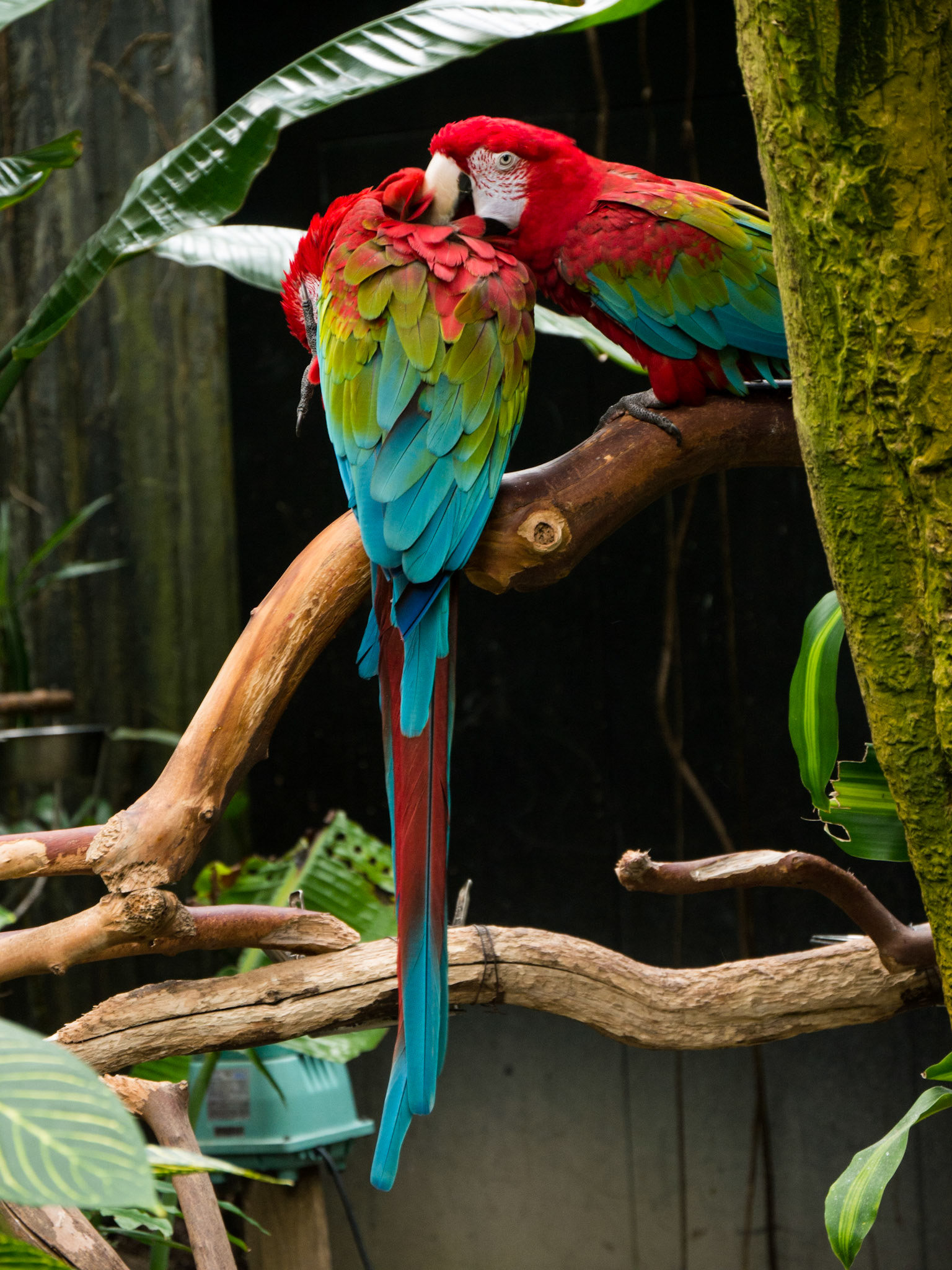 One of the birds at Bloedel Conservatory