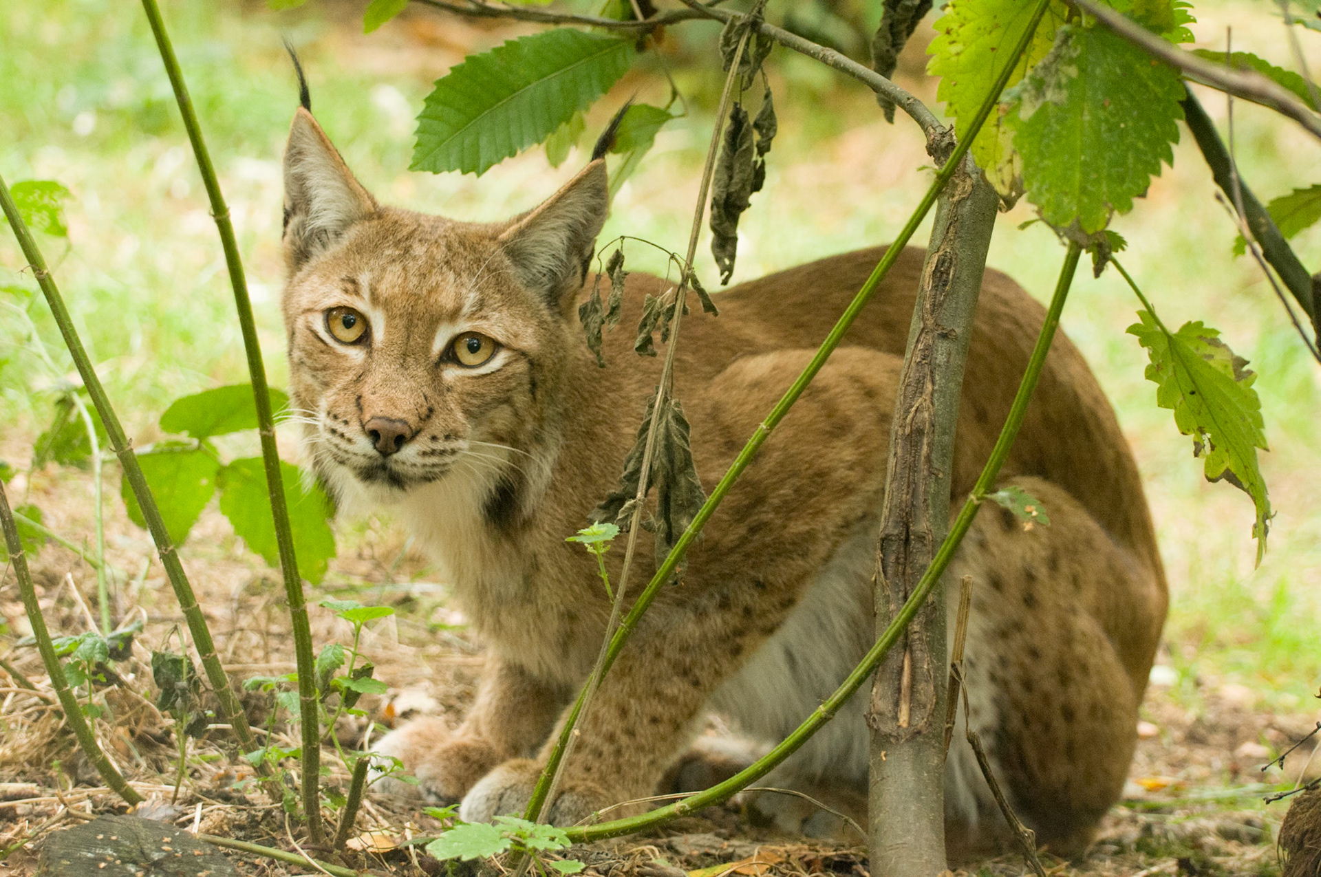 European Lynx at Wildwood Wildlife Park