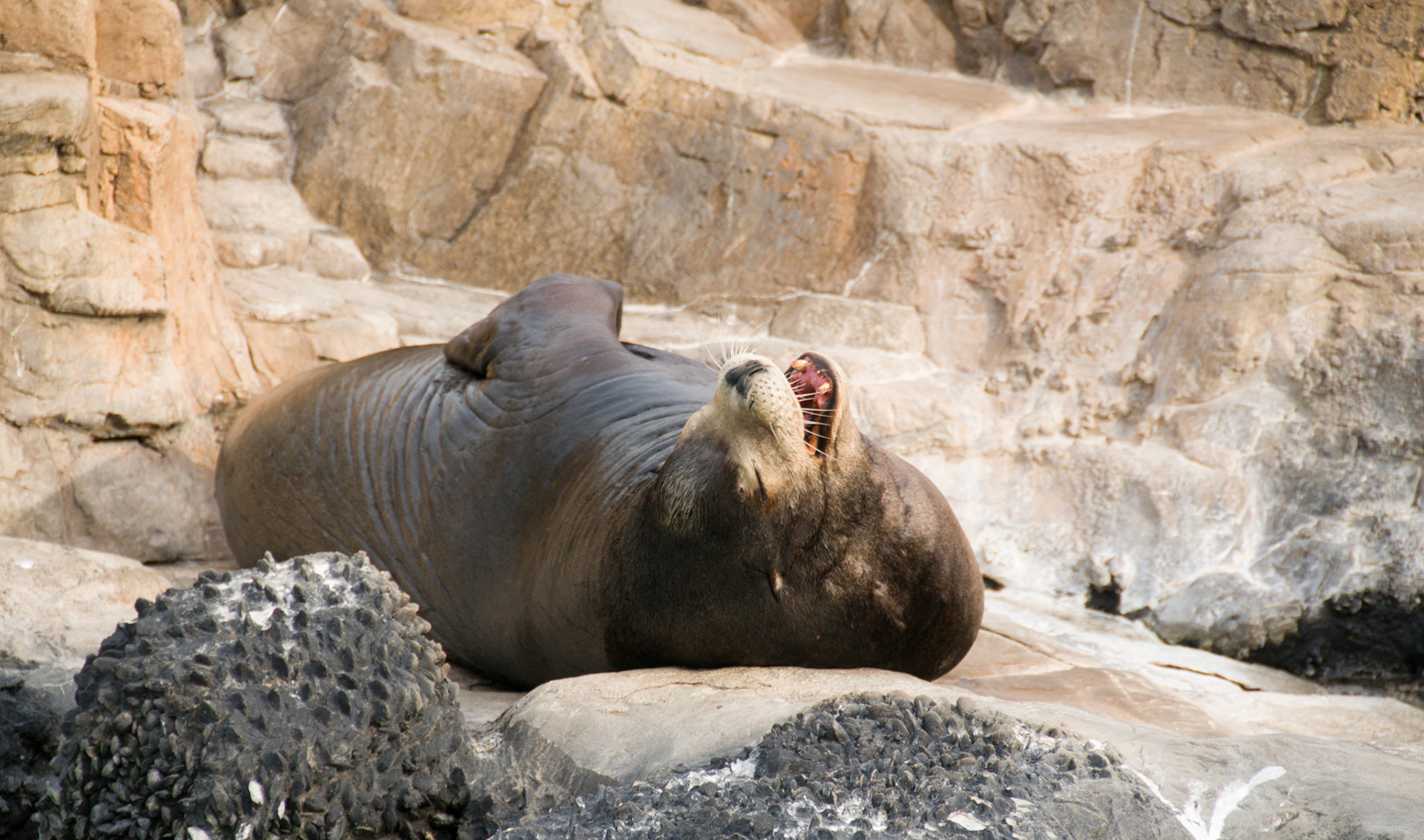 California Sealion at Seaworld Orlando