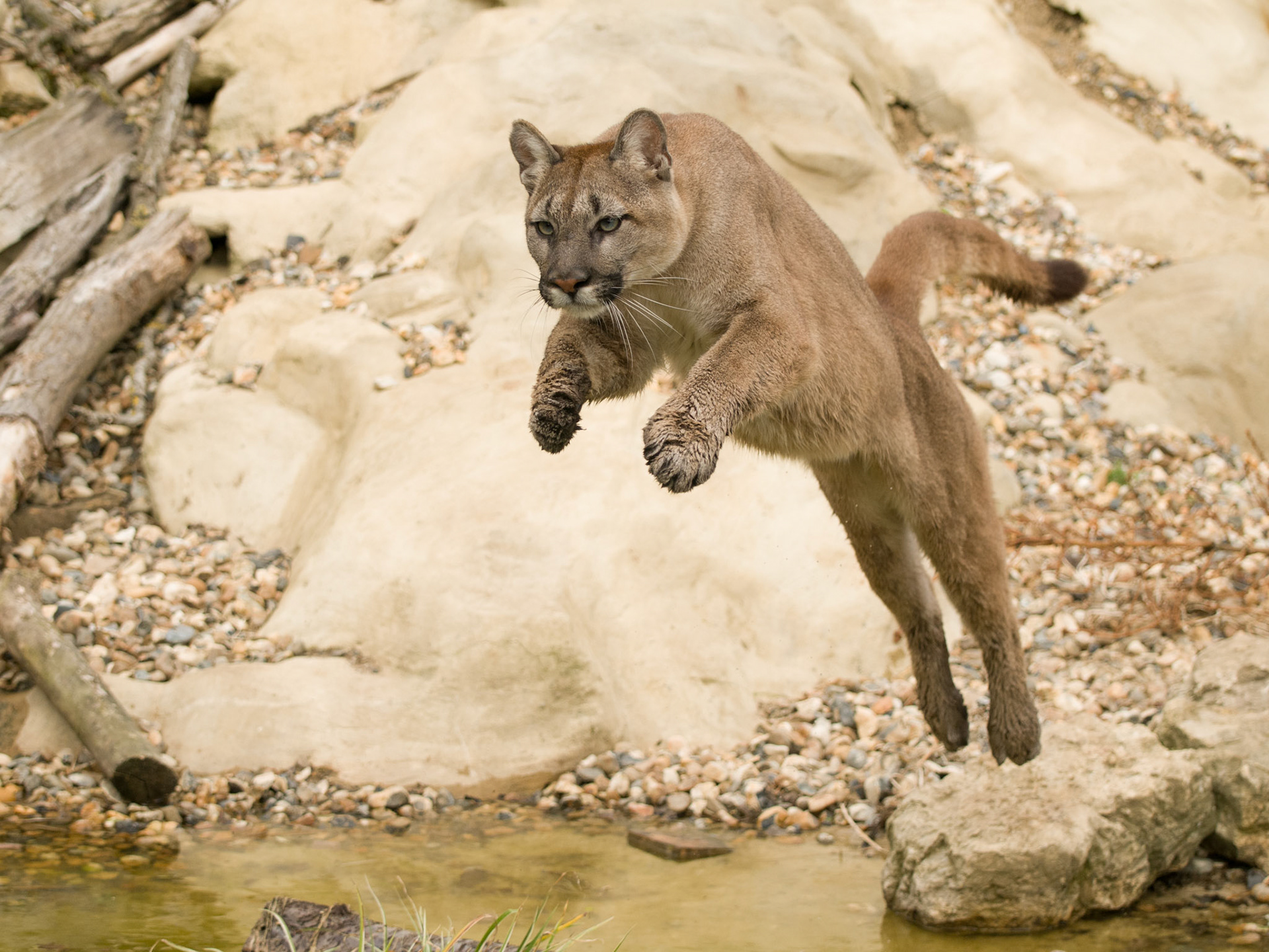 Puma at Wildlife Heritage Foundation