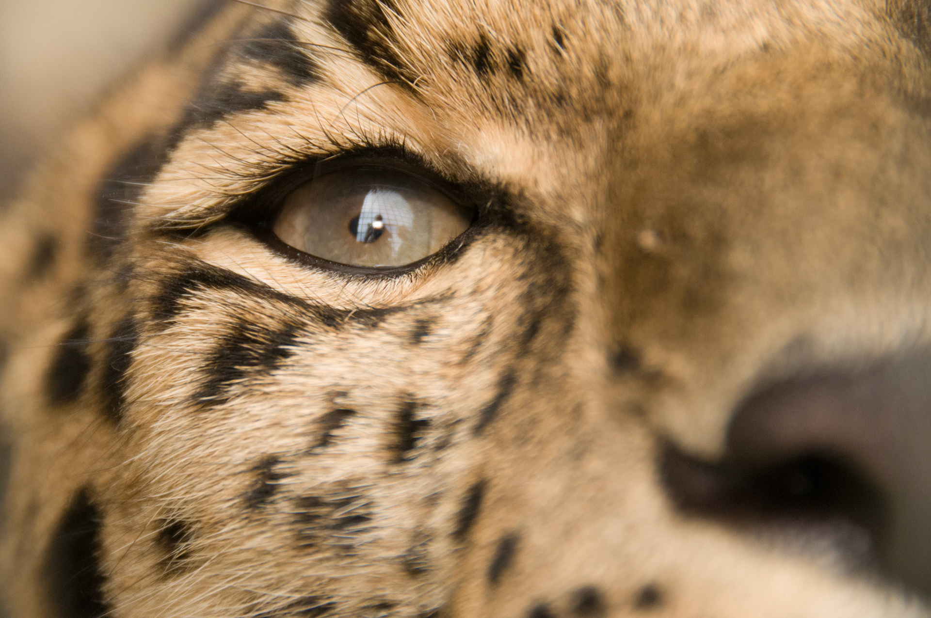 Amur Leopard at the Cat Survival Trust