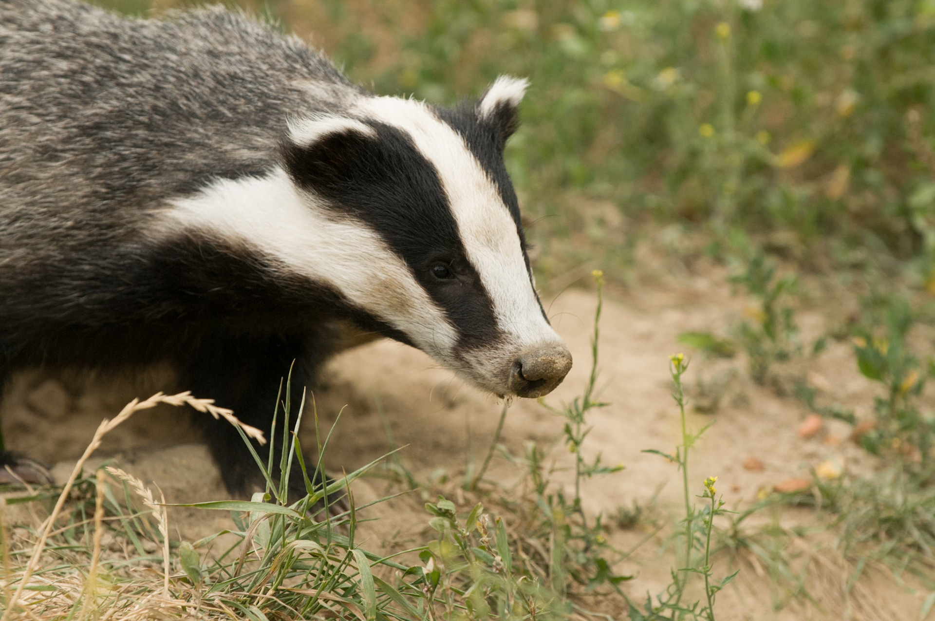 Young badger at the British Wildlife Centre