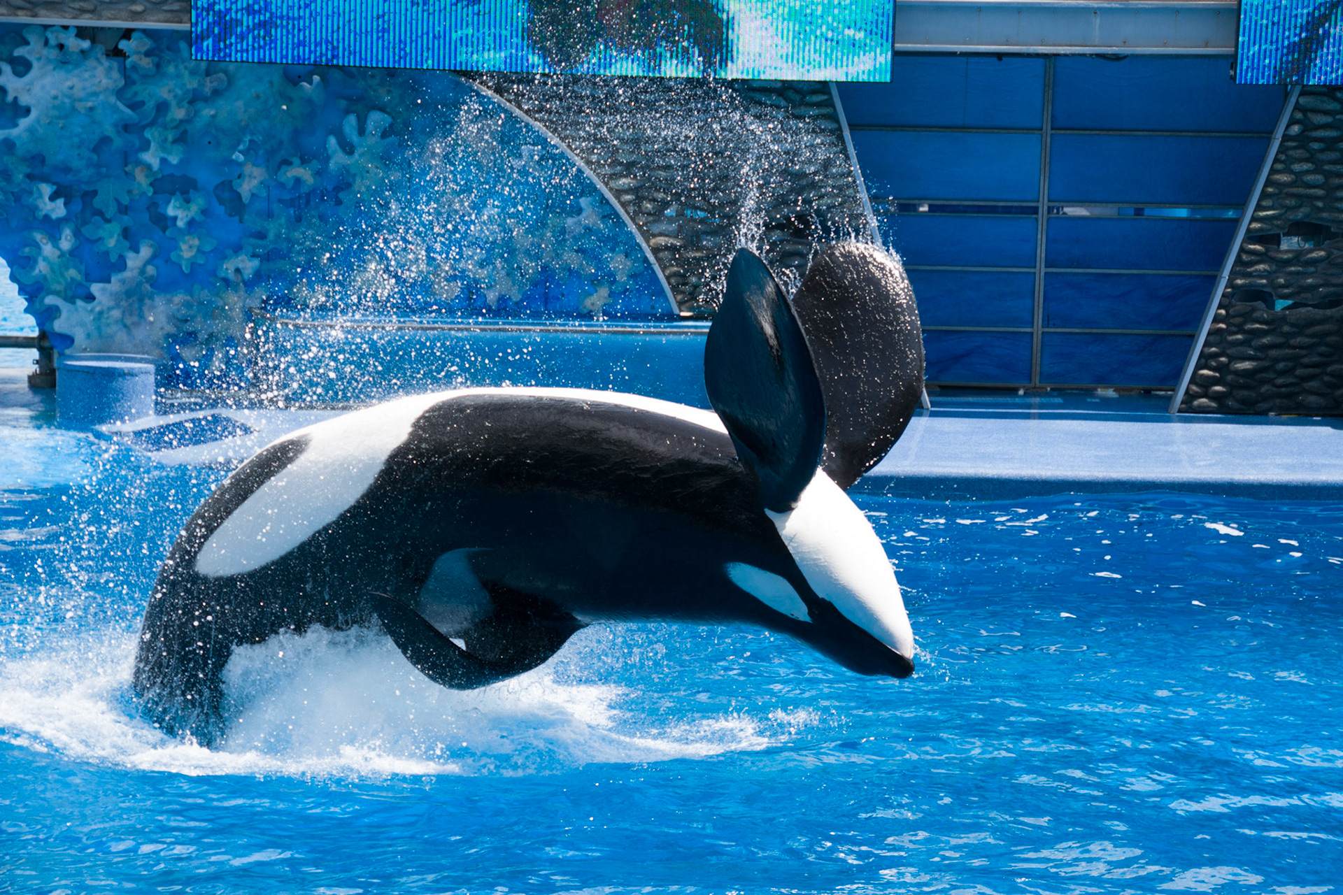 The Shamu Show at Seaworld Orlando