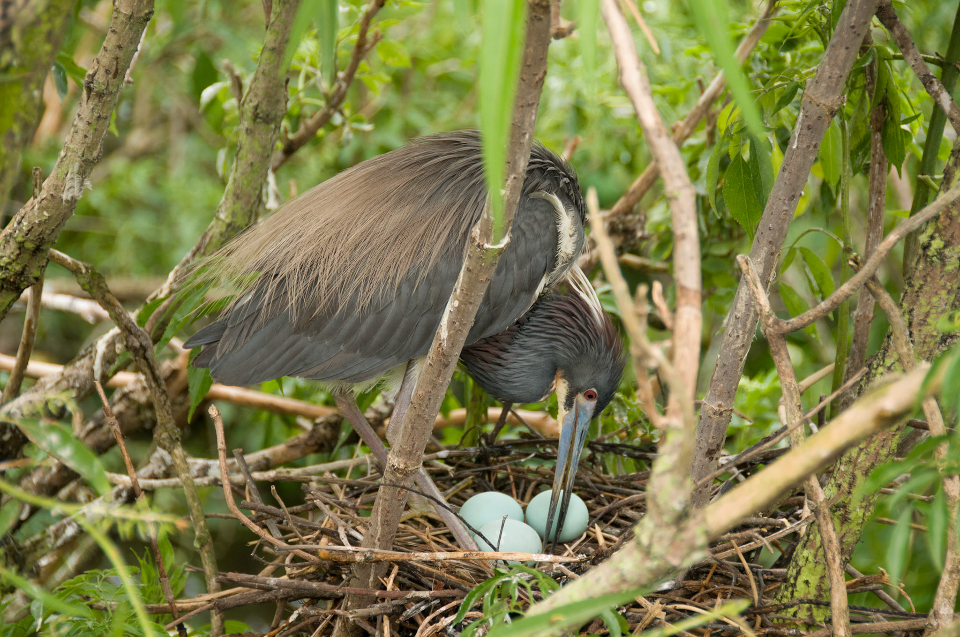 Tricoloured Heron at Gatorland