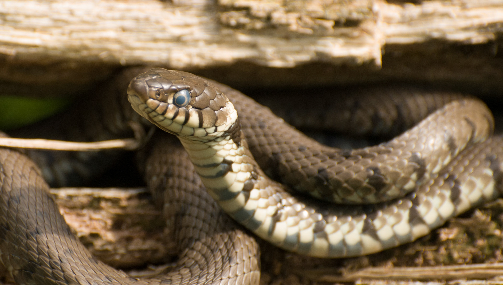 Grass Snake at the British Wildlife Centre