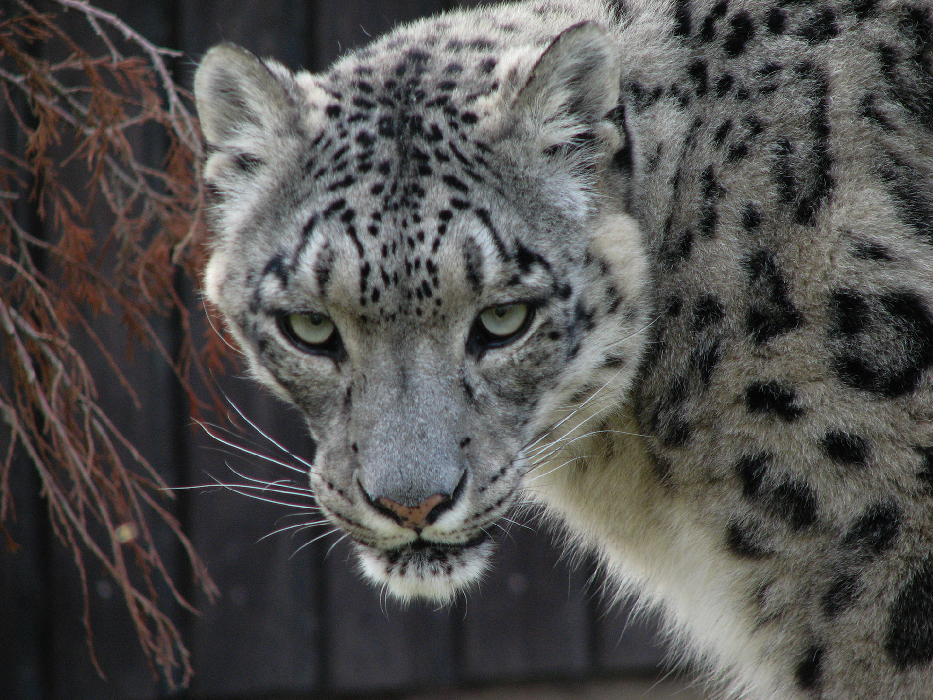 Snow Leopard at Santago Rare Leopard Project