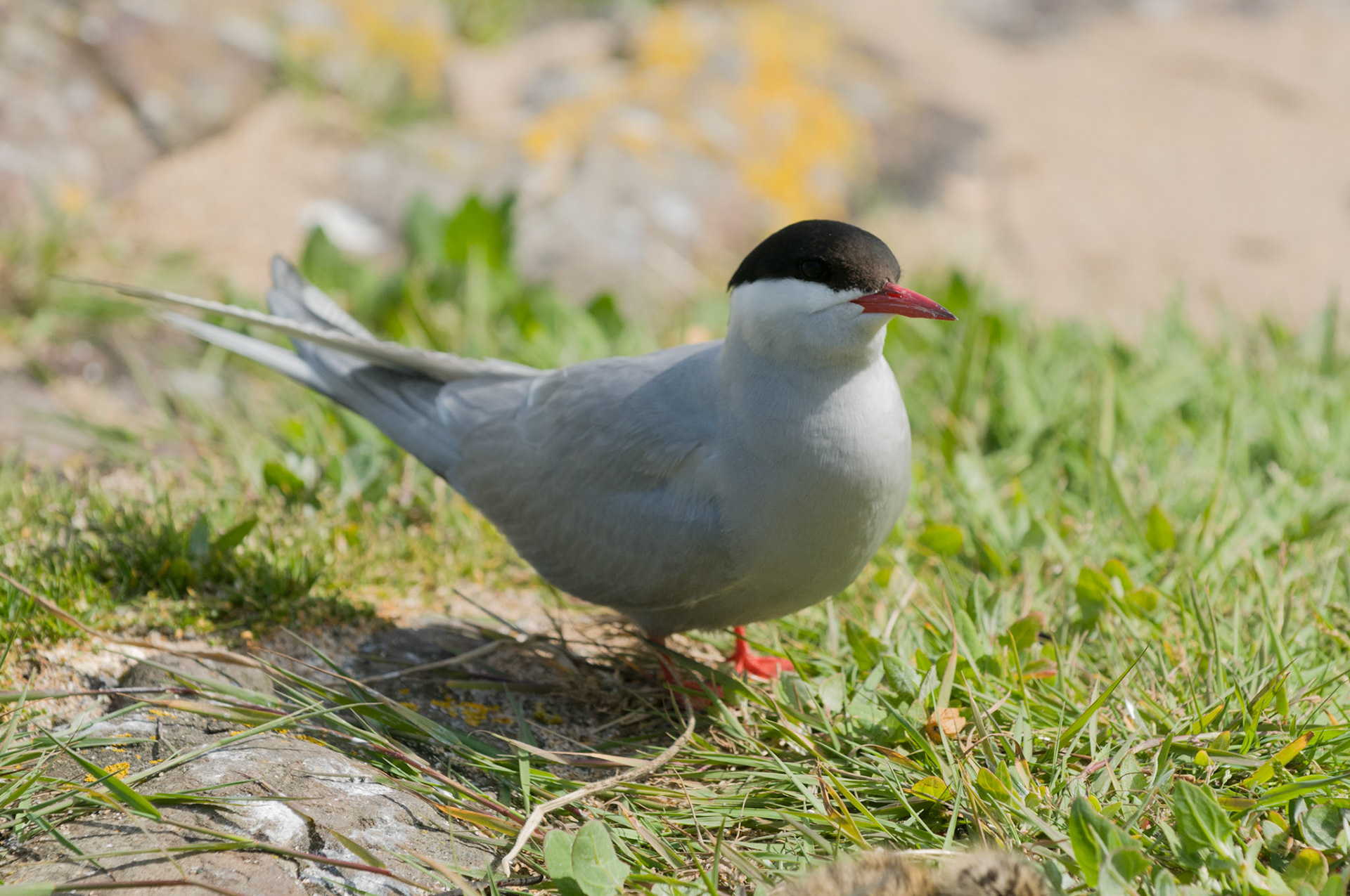 Arctic Tern on Inner Farne