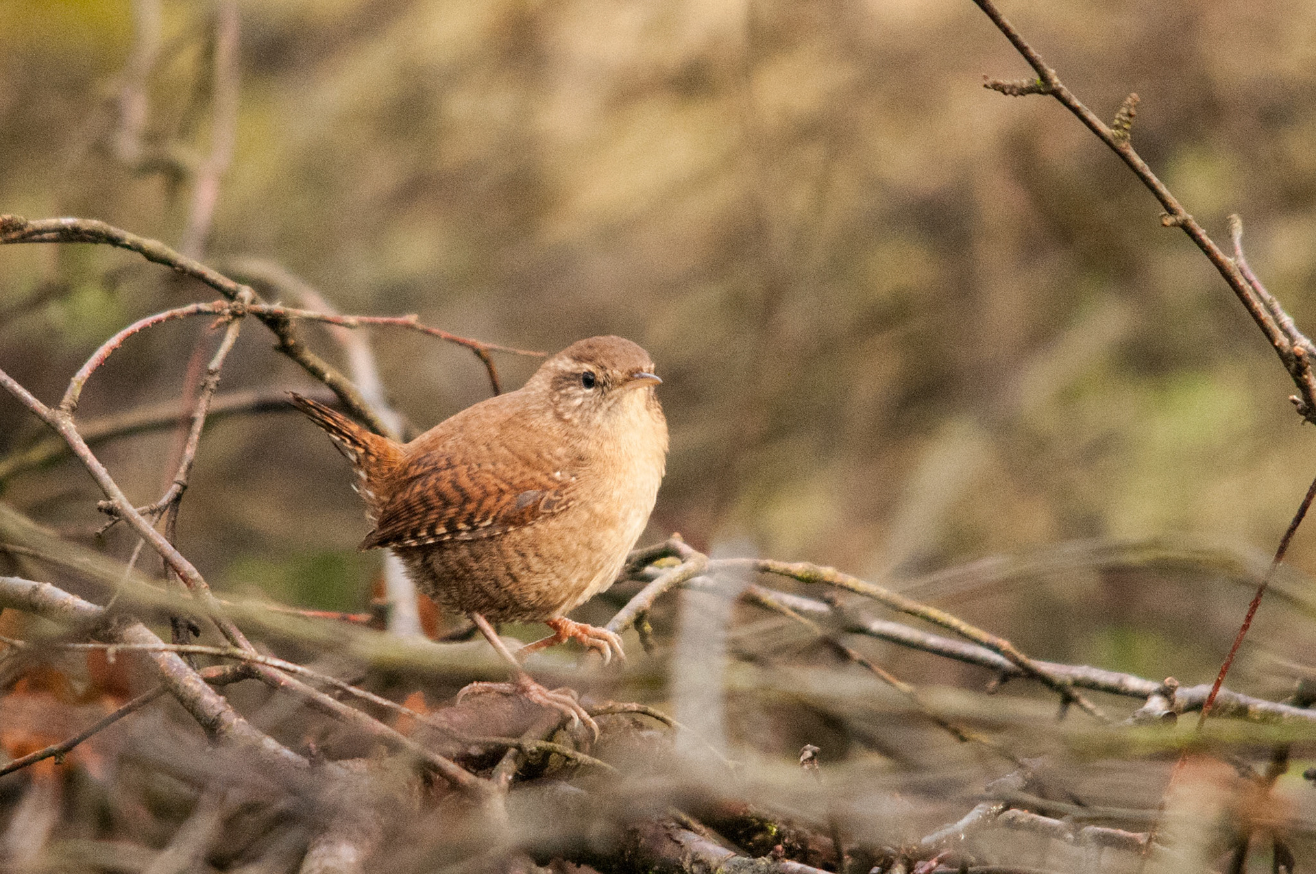 Wren taken at a privately hired hide in South West Scotland