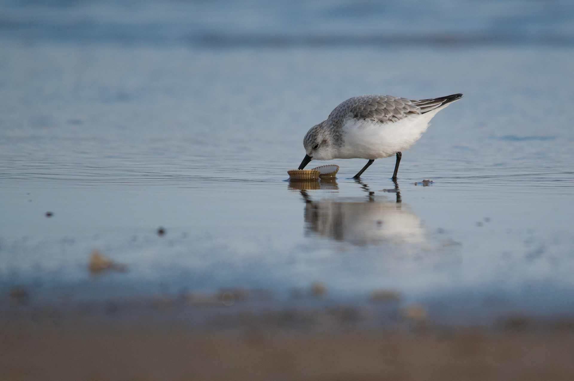 Sanderling at Donna Nook