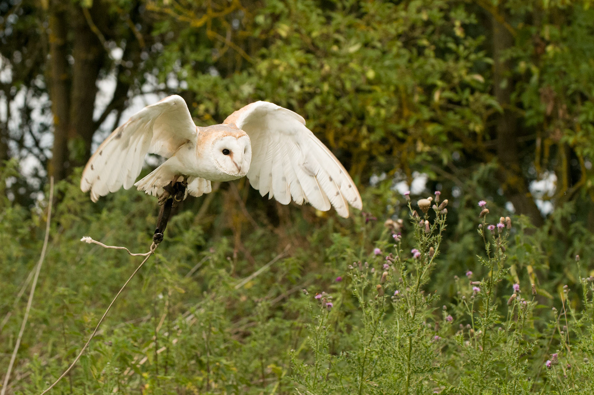 Barn Owl with falconer in Whissendine
