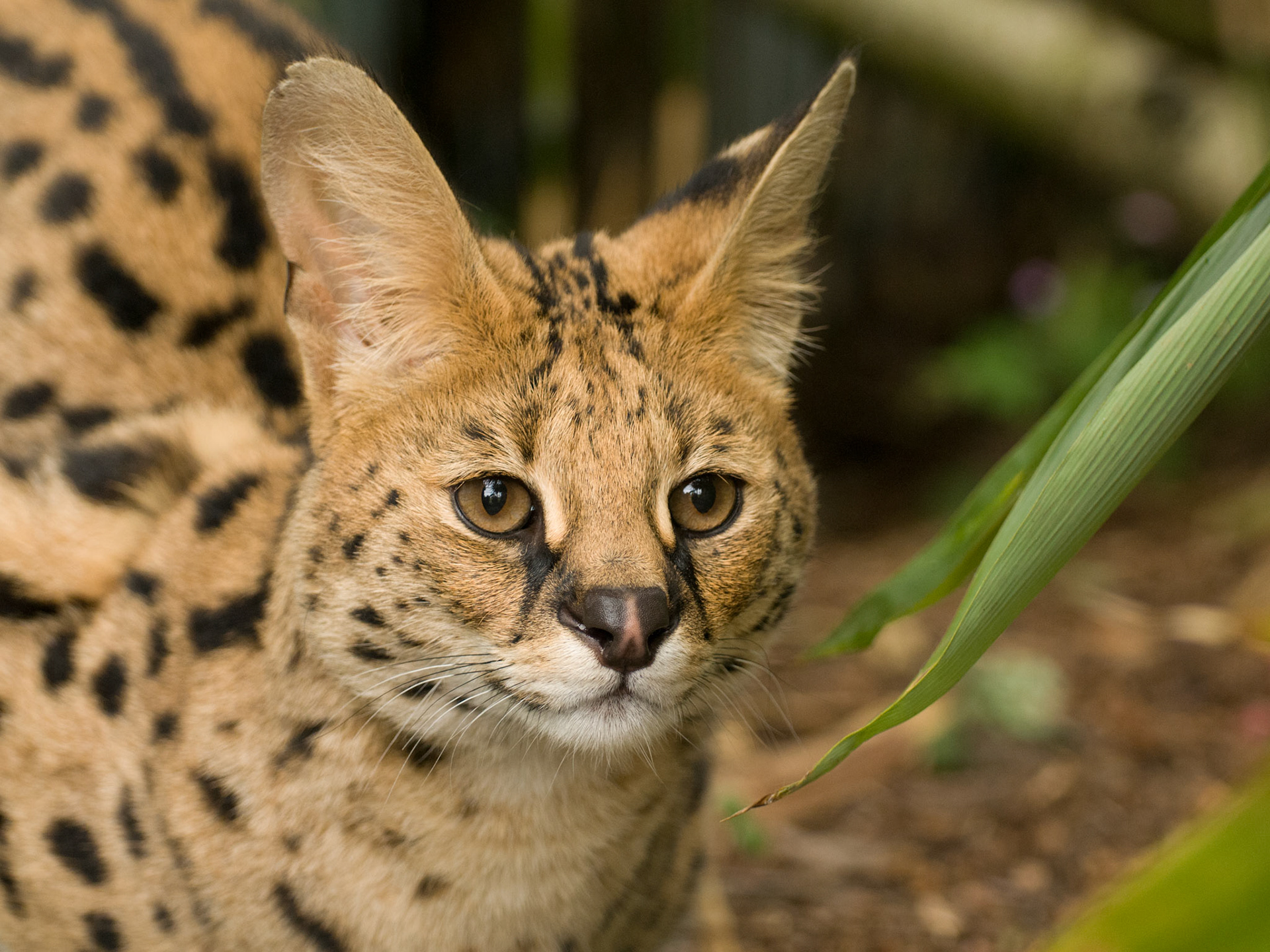 Serval at the Cat Survival Trust