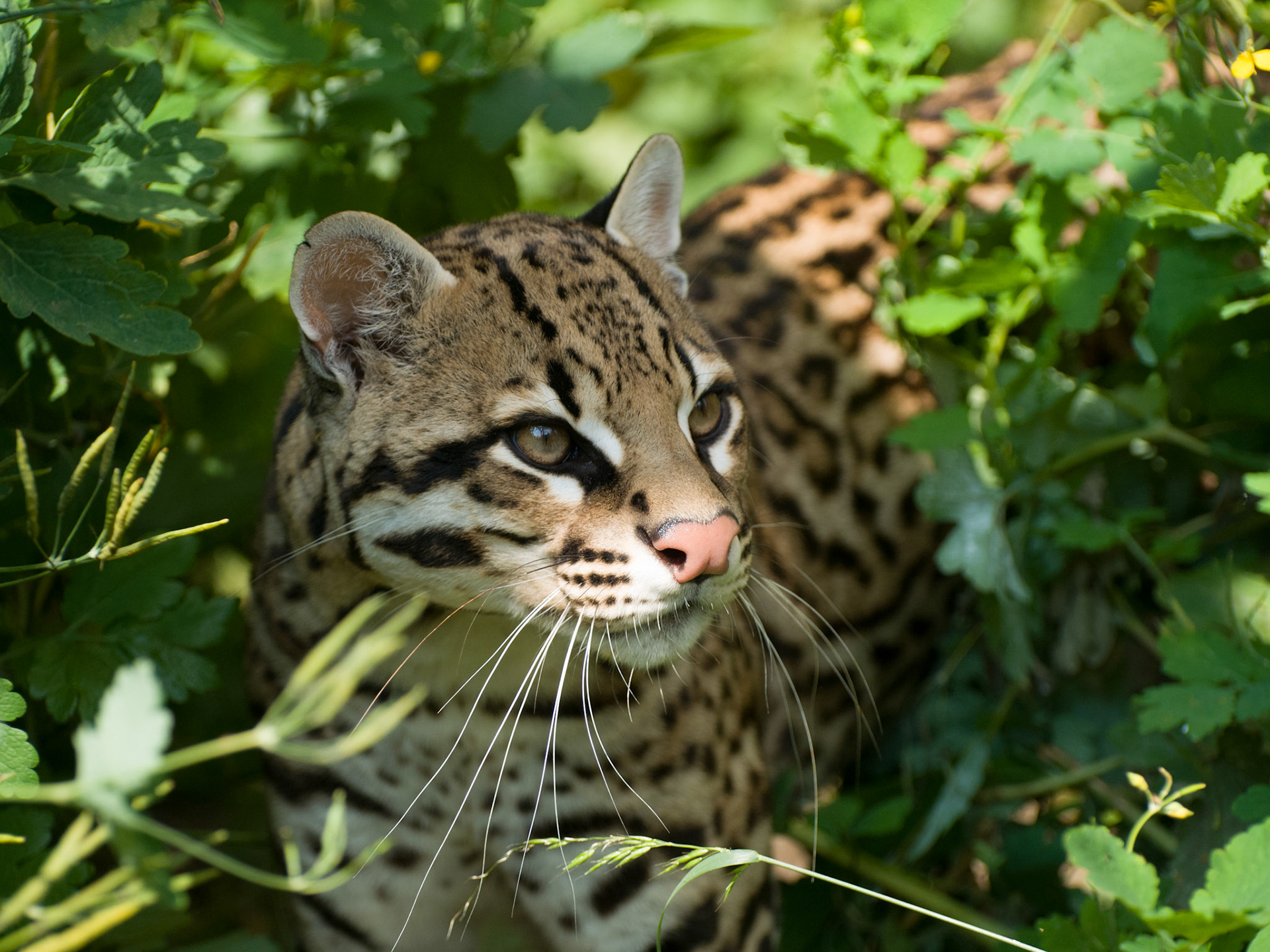 Ocelot at Santago Rare Leopard Project