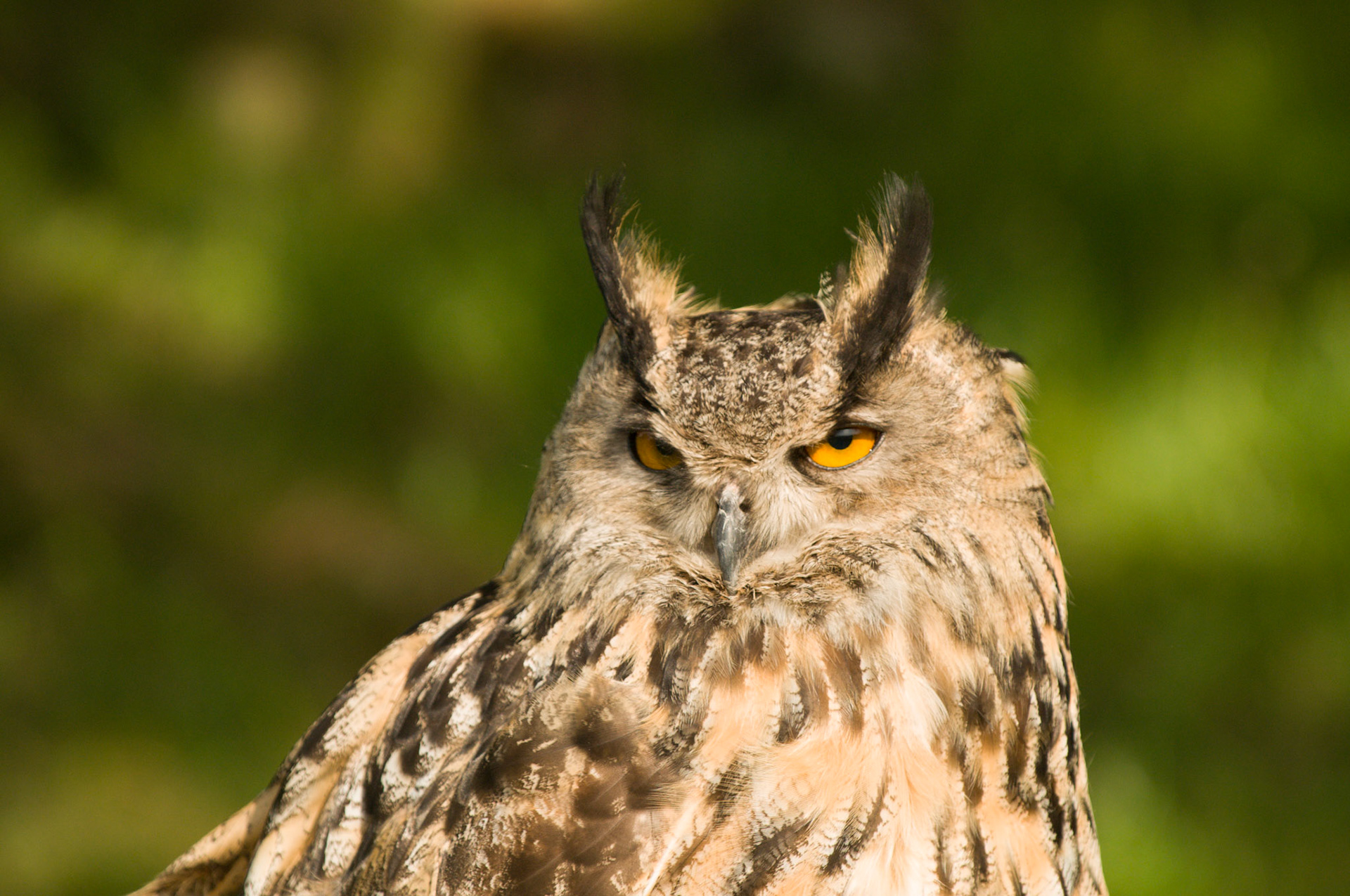 European Eagle Owl with falconer in Bamburgh