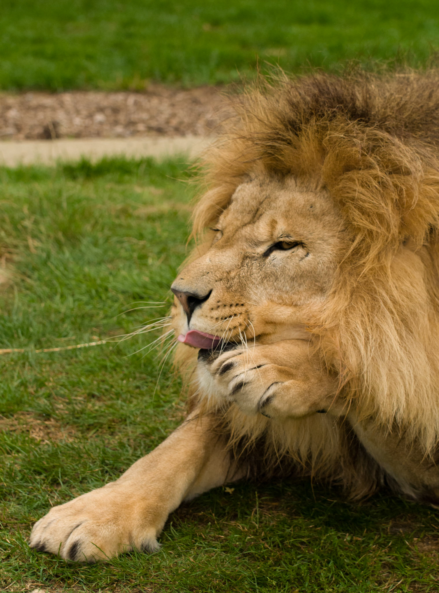 African Lion at Wildlife Heritage Foundation