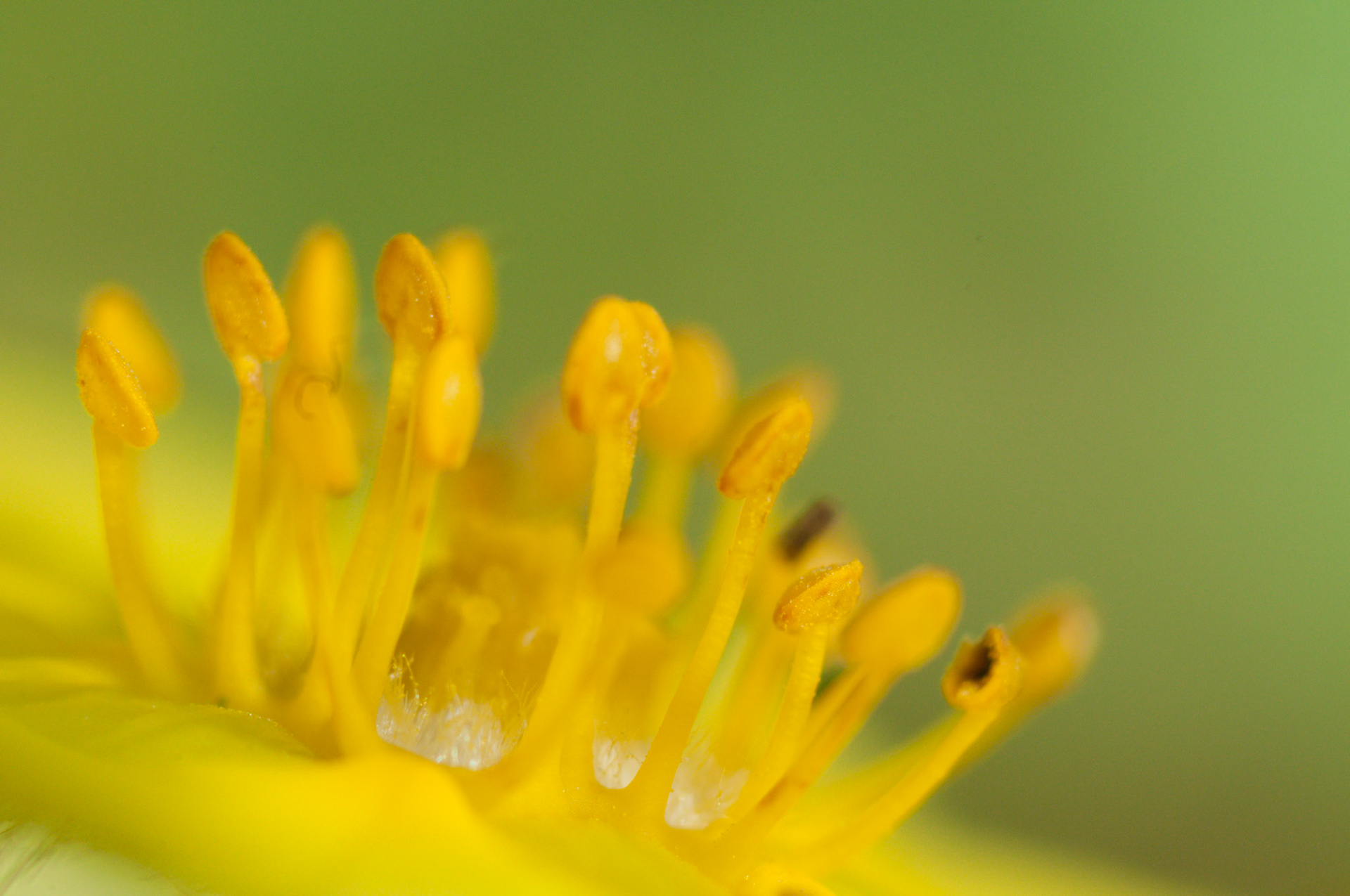 Random yellow flower in the garden that seemed like a fair candidate for some super macro experiementing