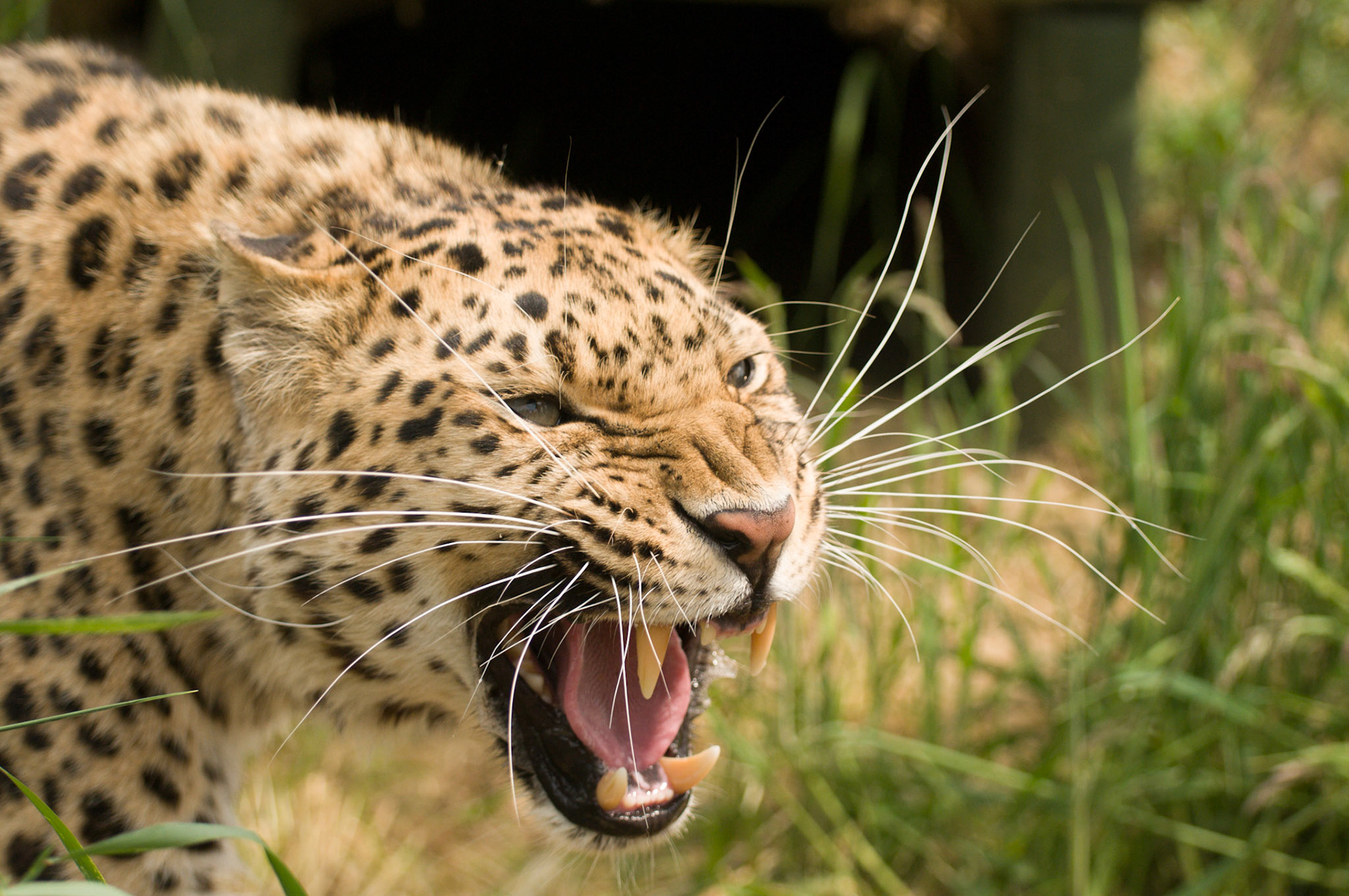 Amur Leopard at Wildlife Heritage Foundation