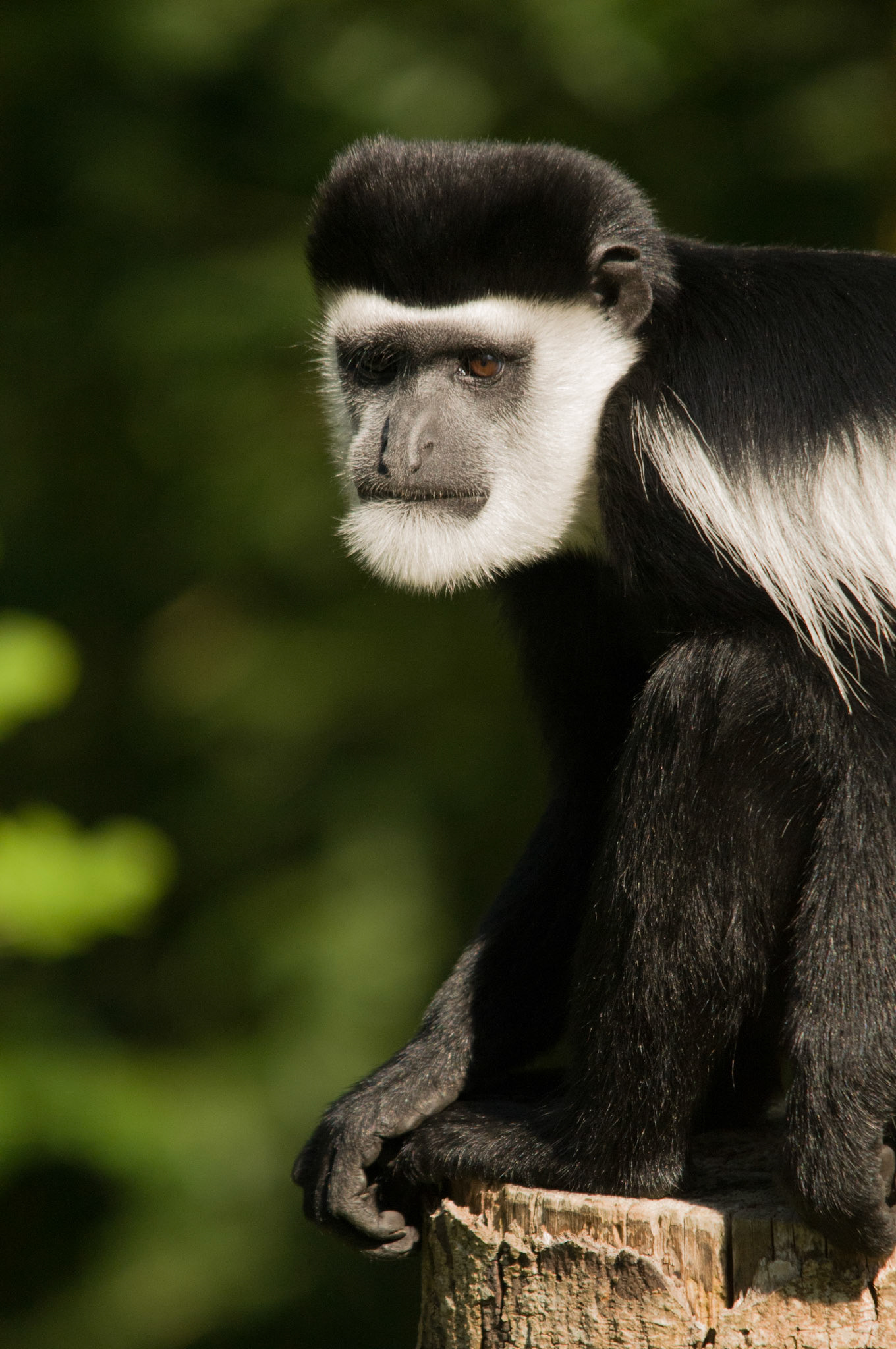 Black and White Colobus Monkey at Port Lympne Wild Animal Park