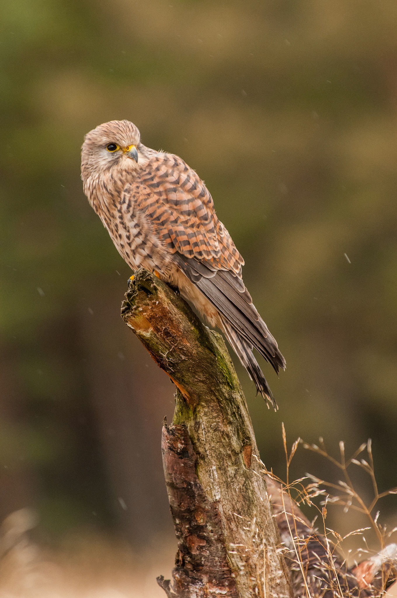 Kestrel