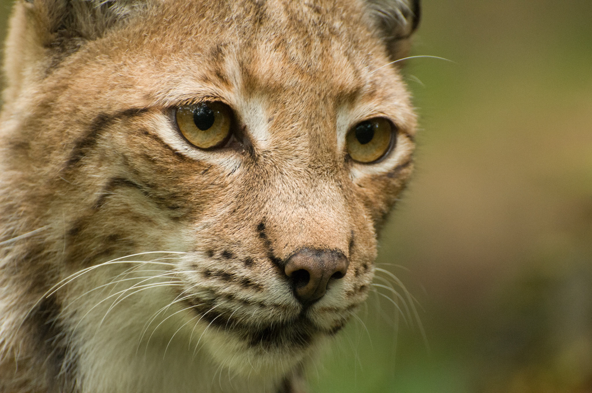 European Lynx at Wildwood Wildlife Park