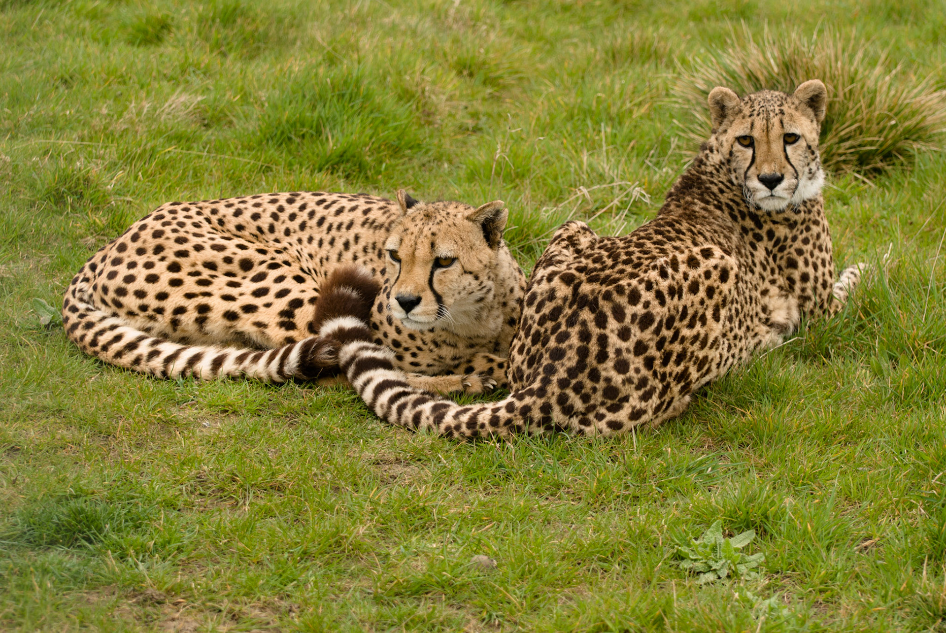 Cheetah at Hamerton Zoo