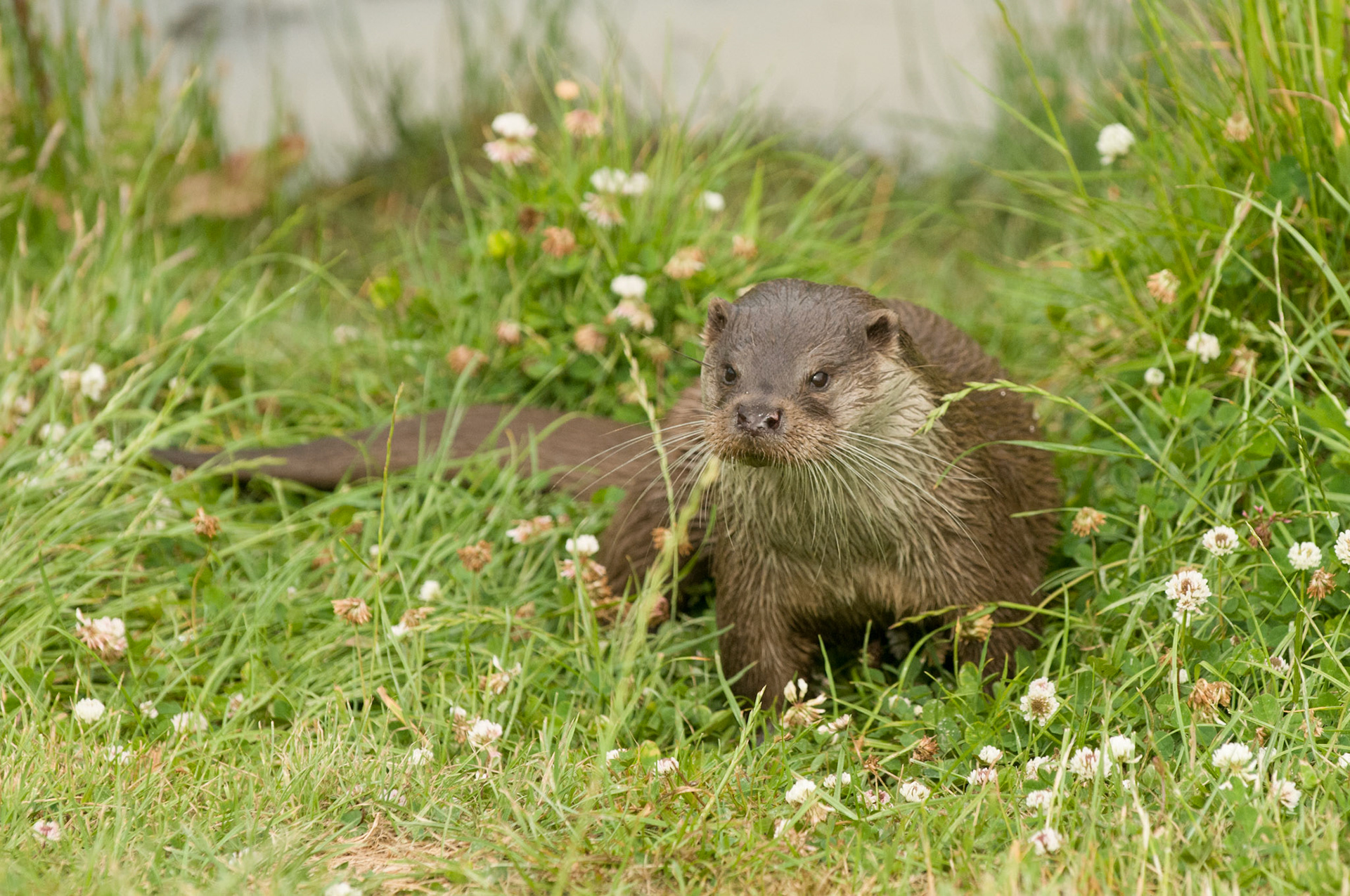 Otter at the British Wildlife Centre