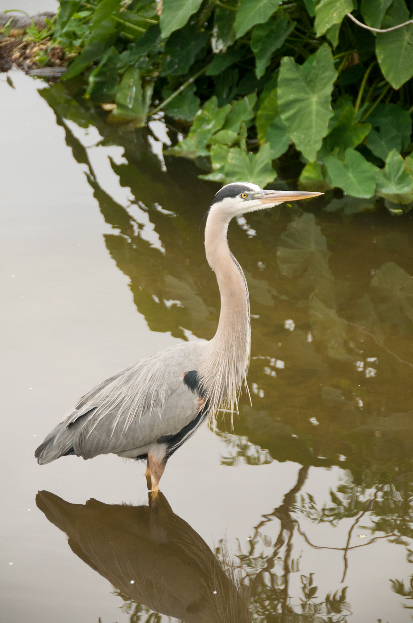 Great Blue Heron at Gatorland