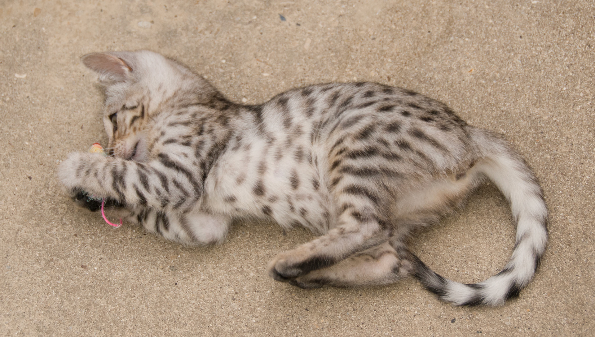 Bengal Kitten at Eriador Cats