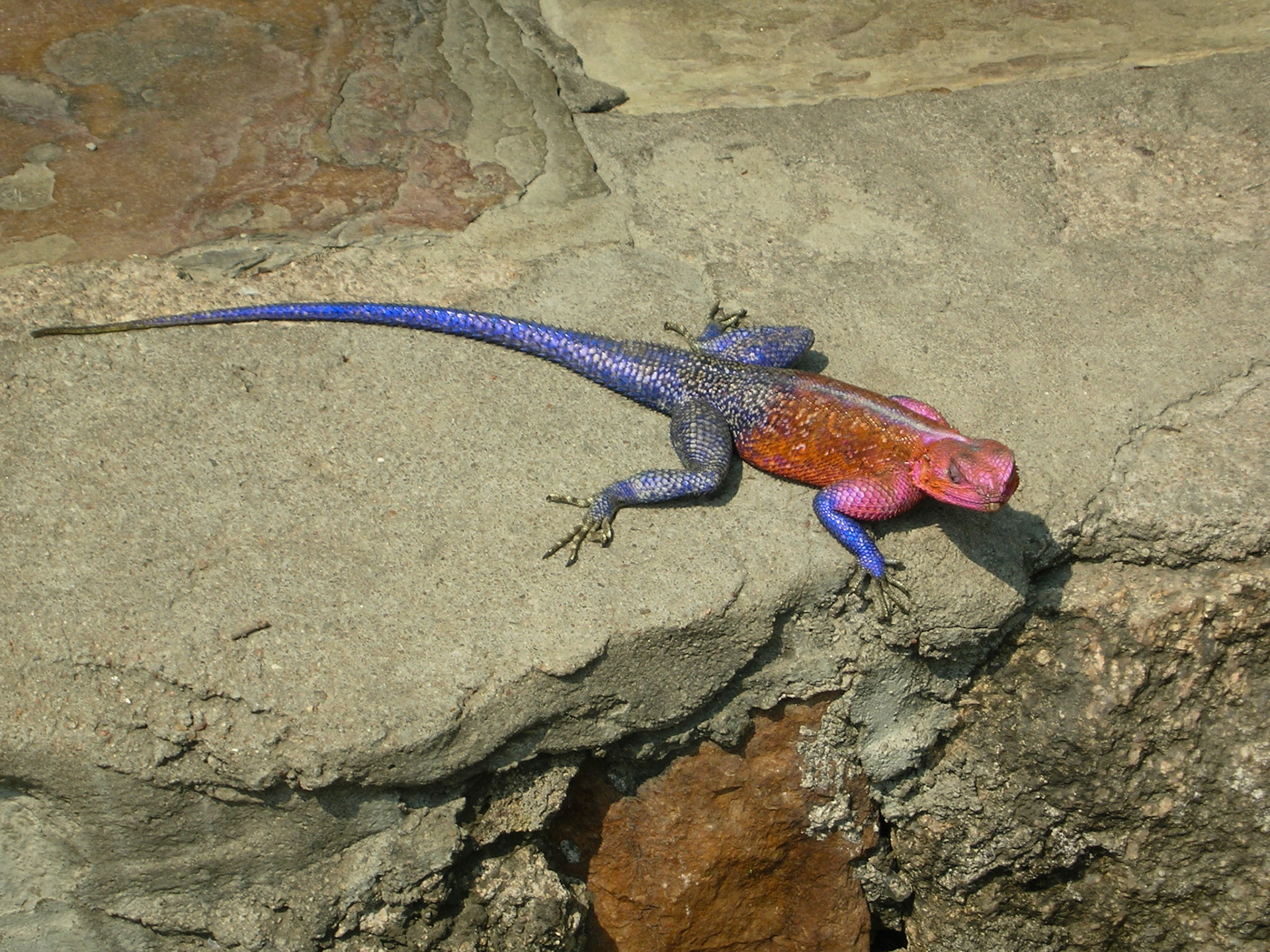 Male Agama Lizard in the Serengeti