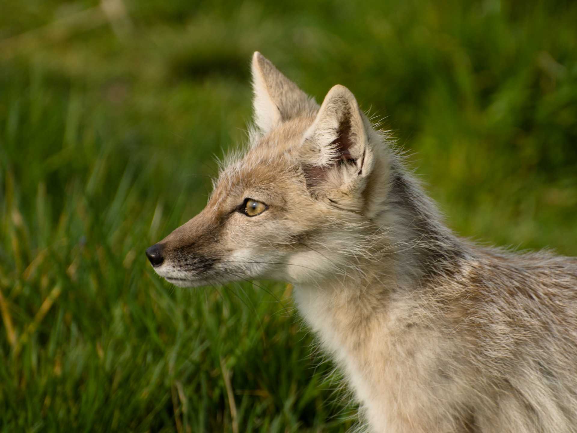 Corsac Fox at Hamerton Zoo