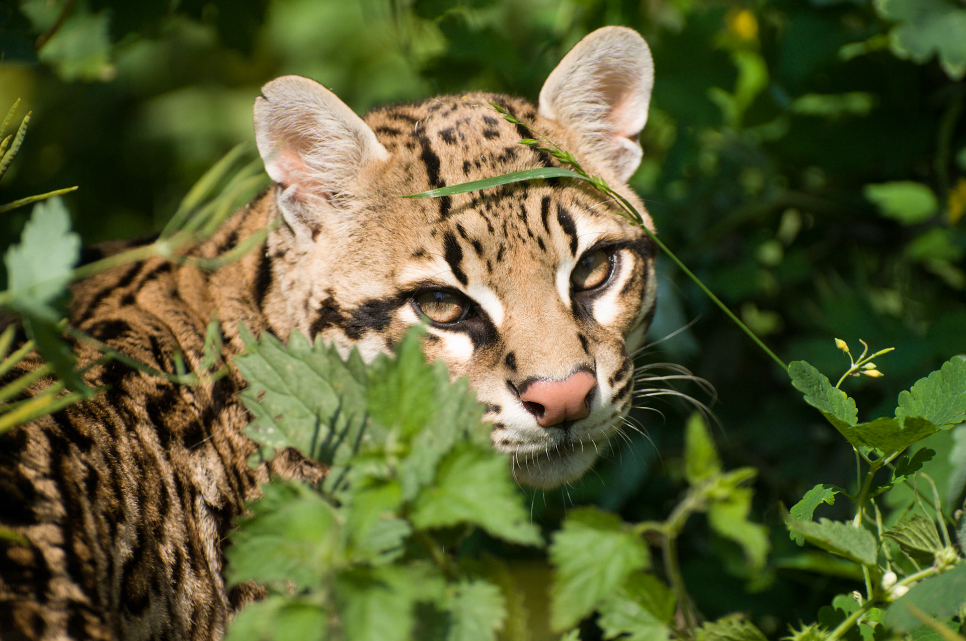 Ocelot at Santago Rare Leopard Project