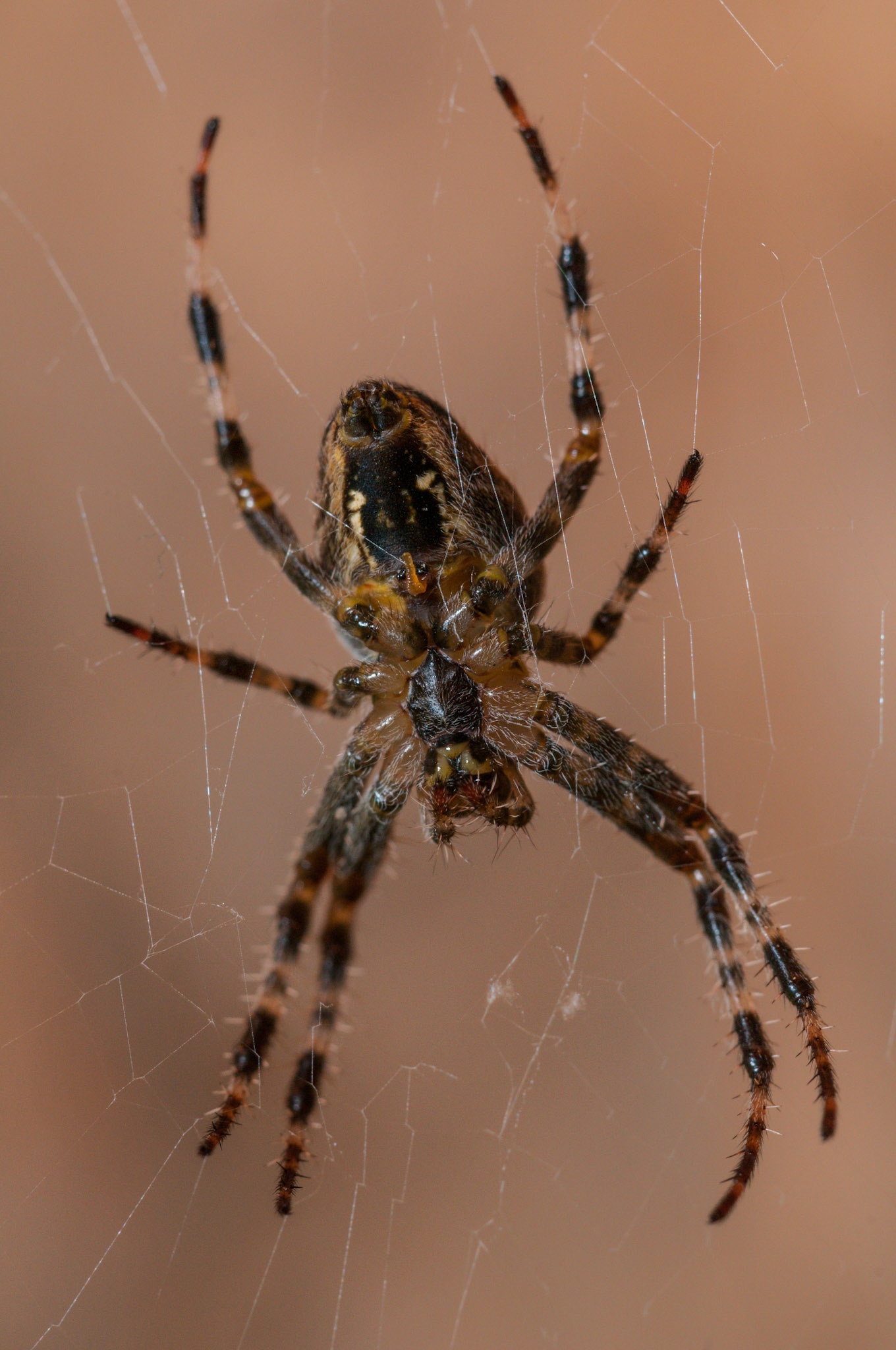 Unknown spider in the roof of the main hide at RSPB Sandy