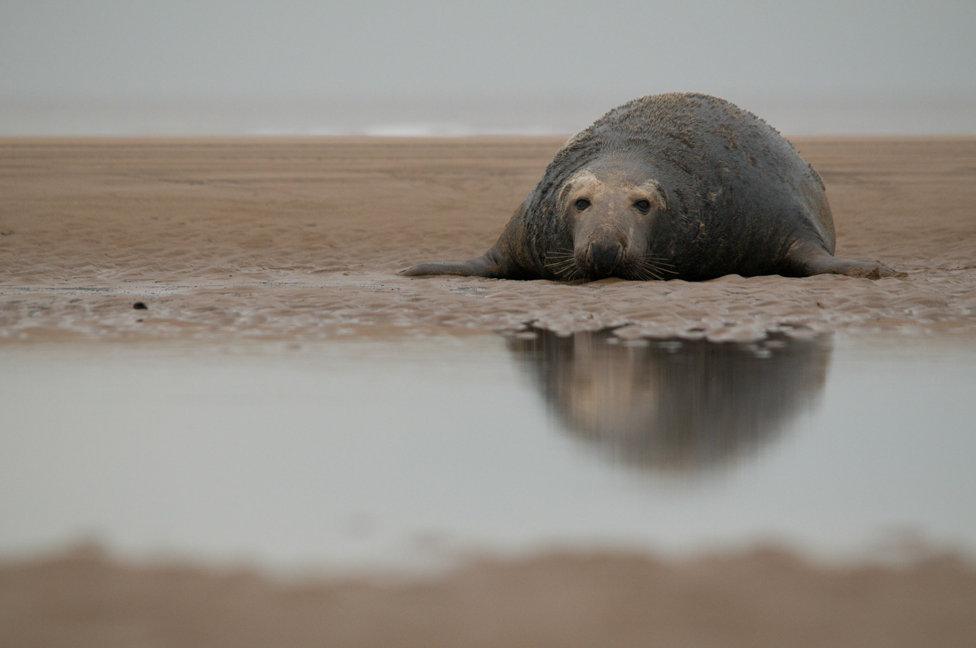 Grey Seal at Donna Nook