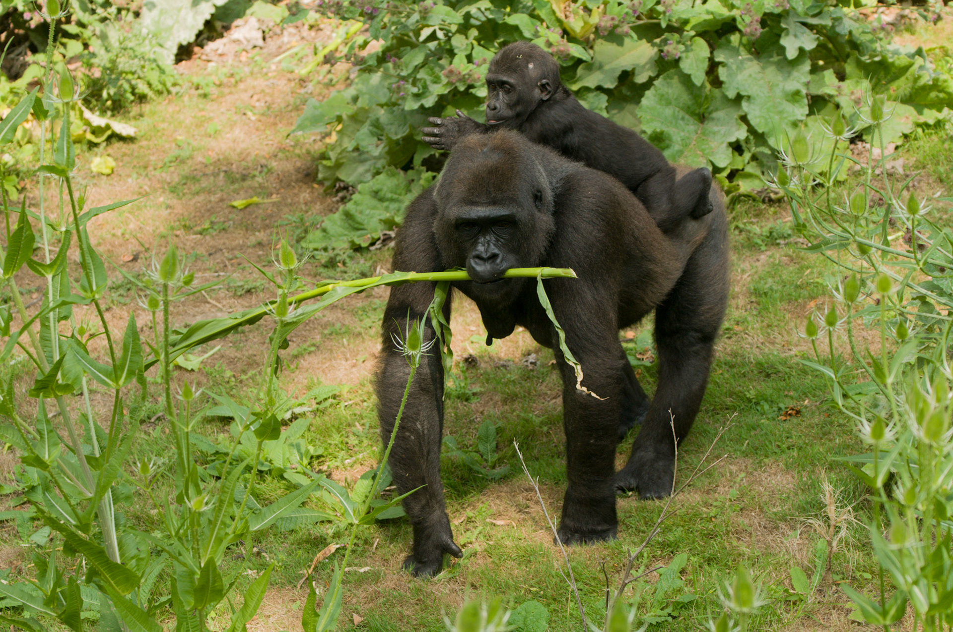 Gorilla mum and baby at Port Lympne Wild Animal Park
