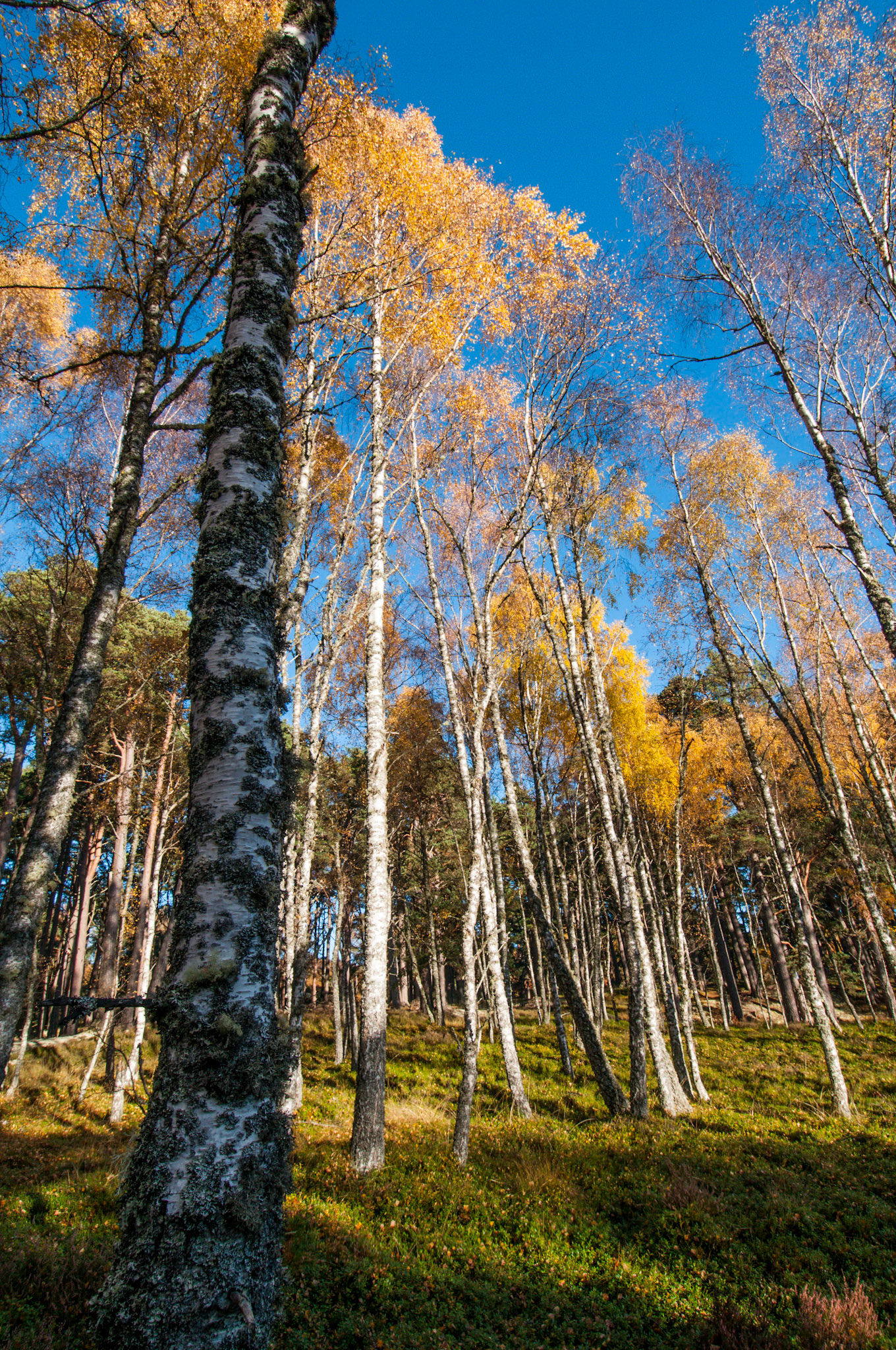 Birch wood in the Cairngorms