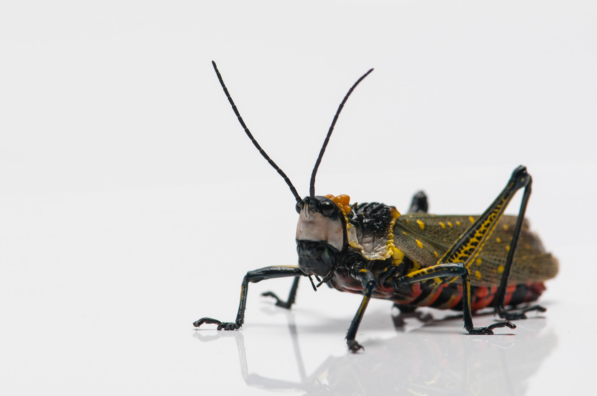 Northern Spotted Grasshopper