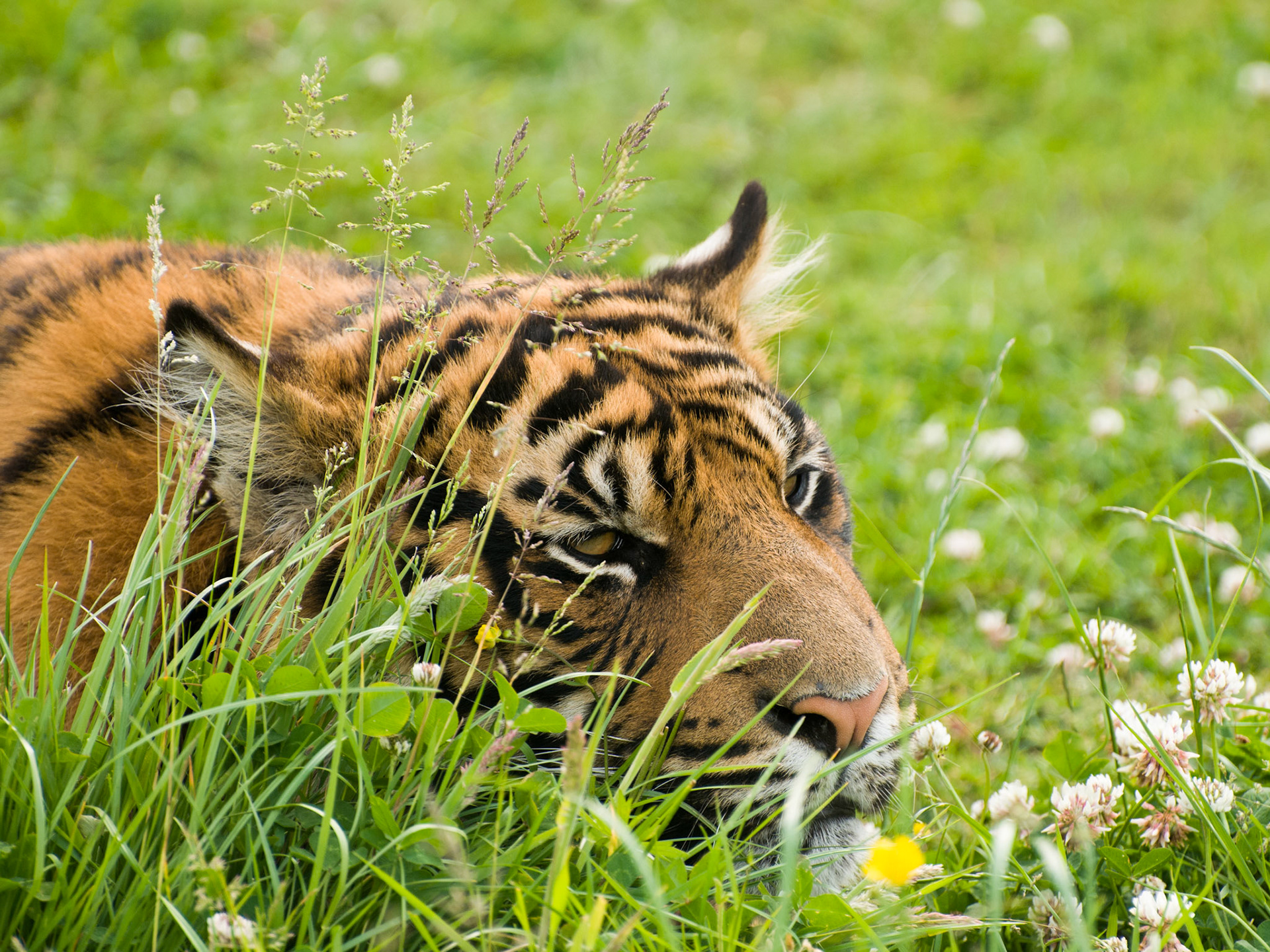 Tiger at Wildlife Heritage Foundation