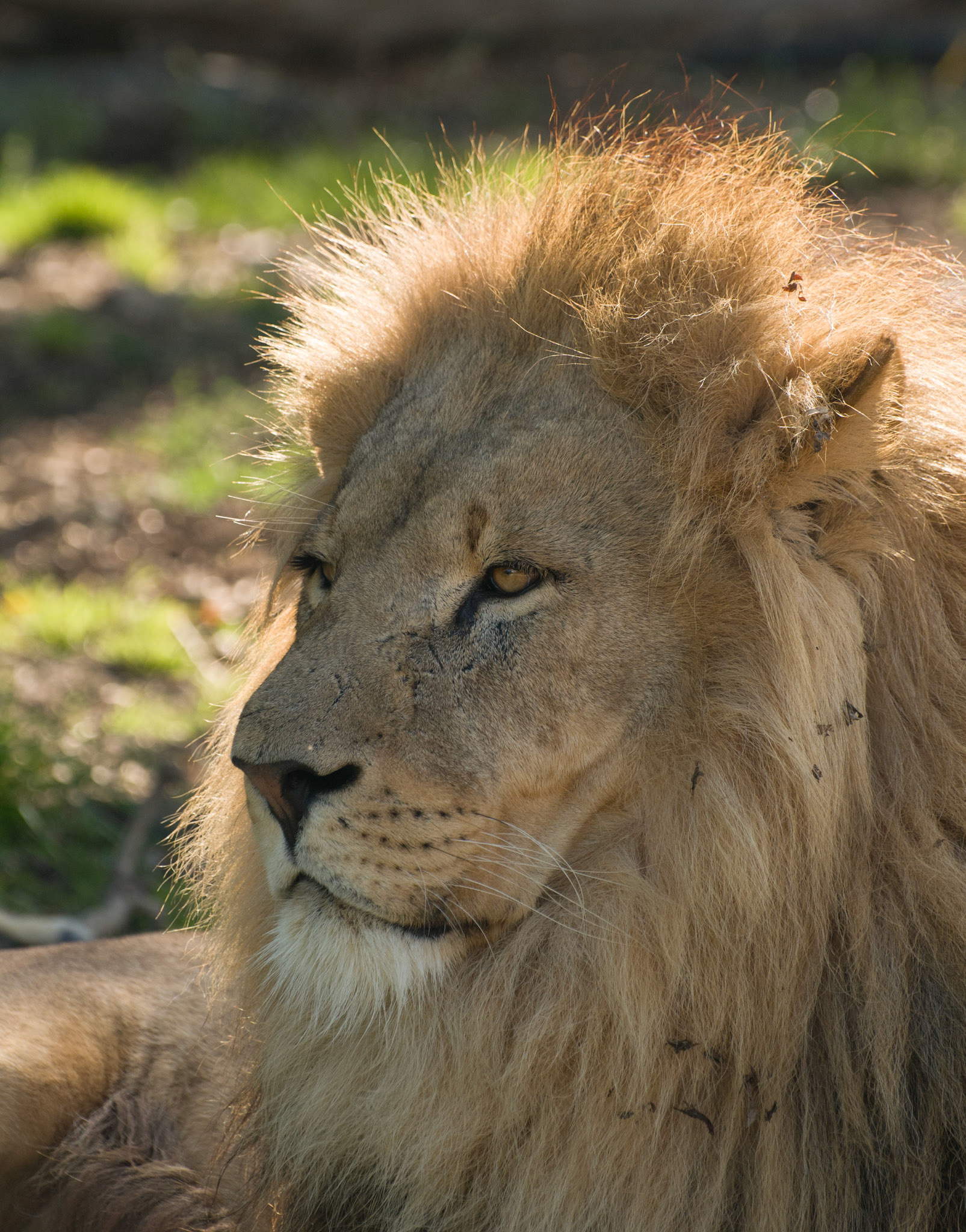 African Lion at Wildlife Heritage Foundation