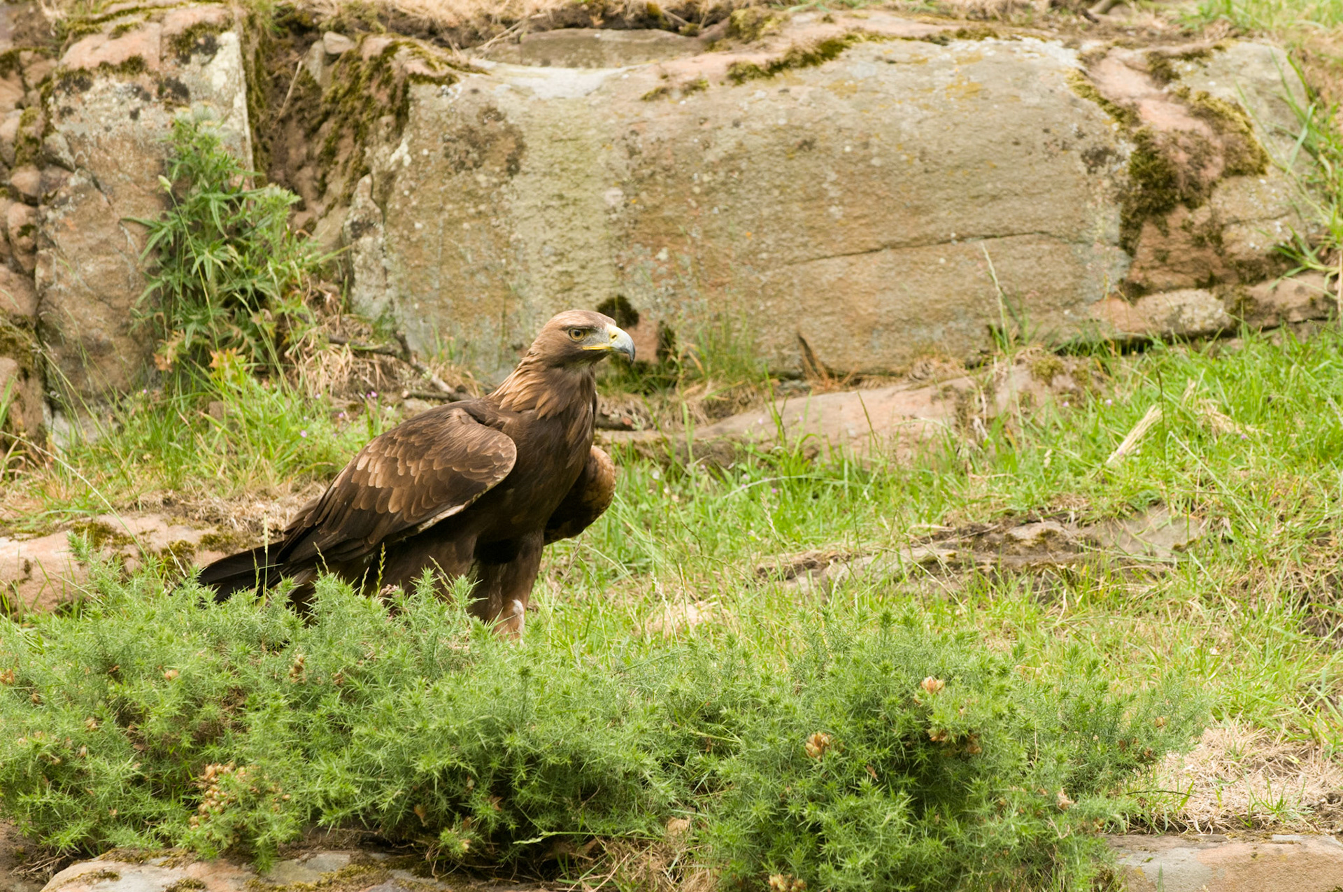 Golden Eagle with falconer in Bambrgh