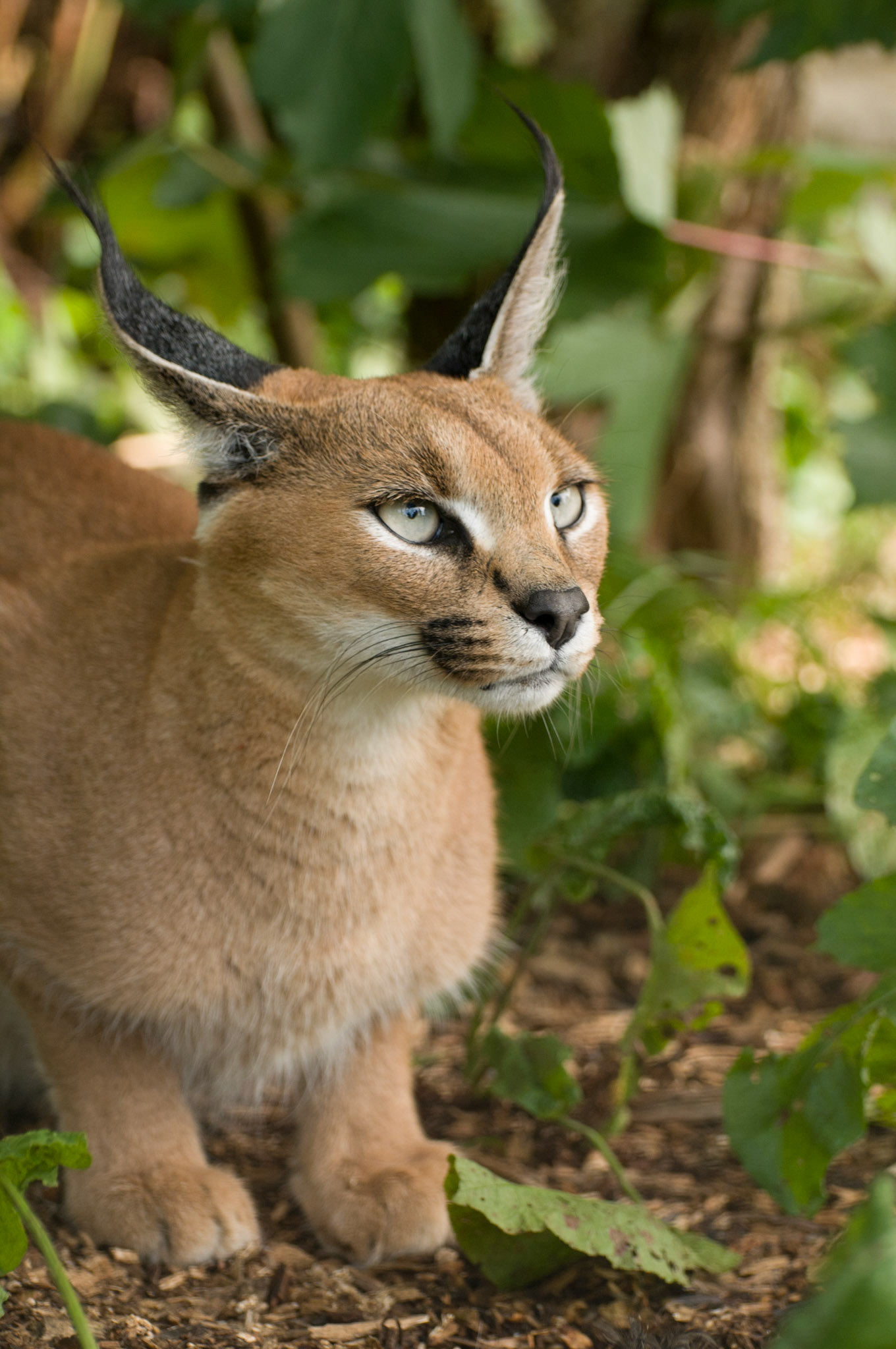 Caracal at the Cat Survival Trust