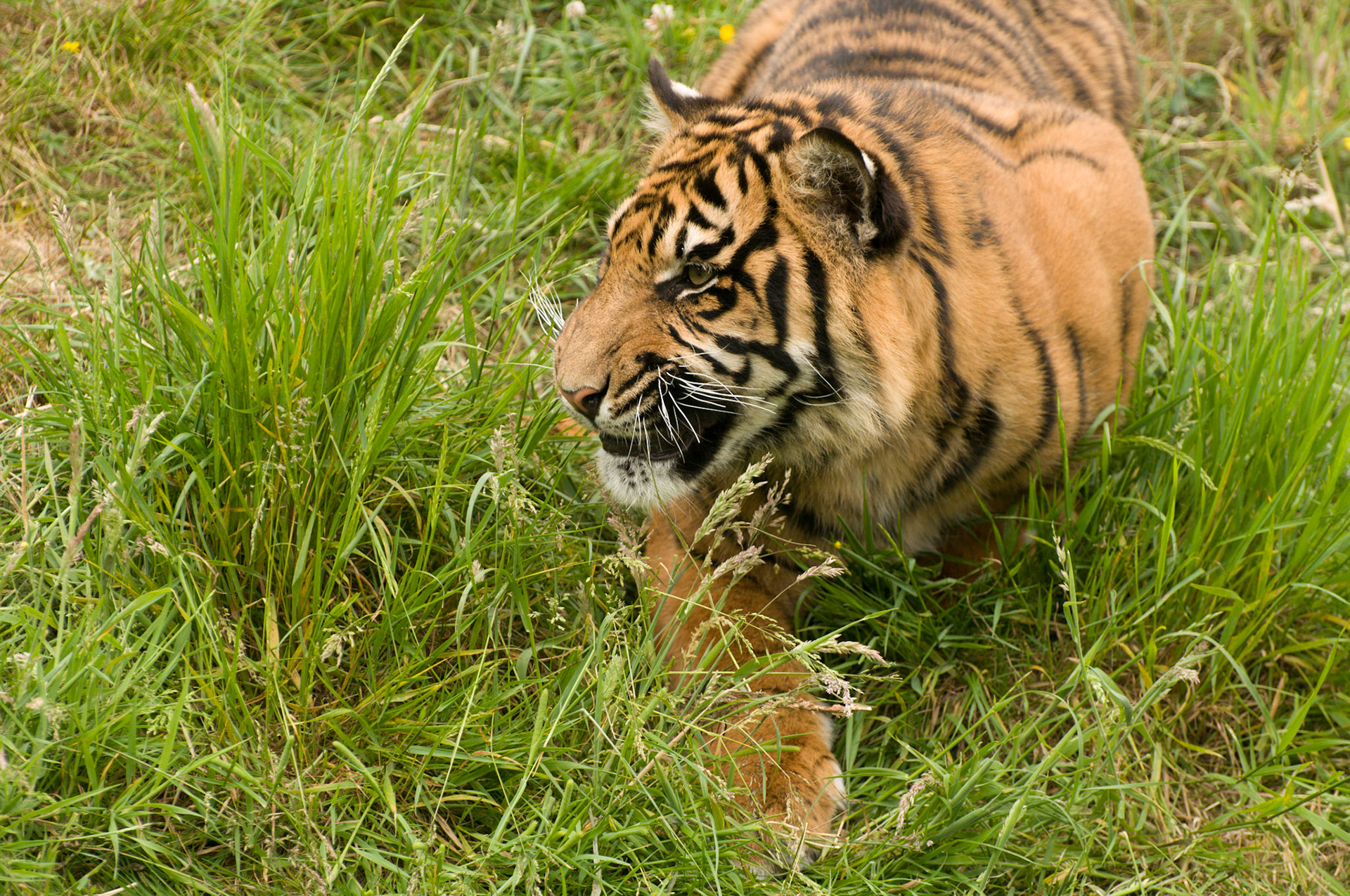 Tiger at Wildlife Heritage Foundation